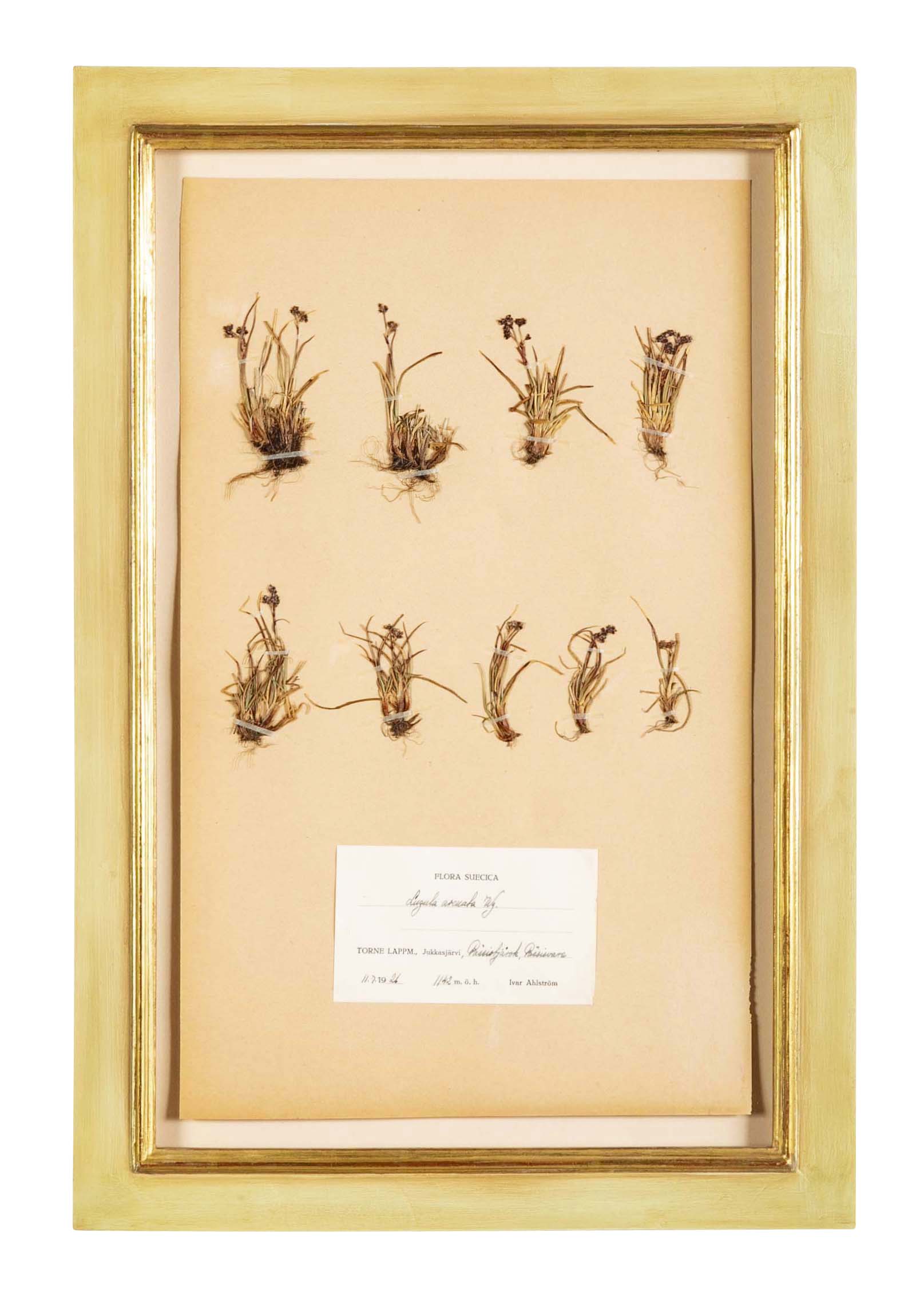 "A Collection of Dried British Grass Specimens" by W. Curtis & W. Salisbury