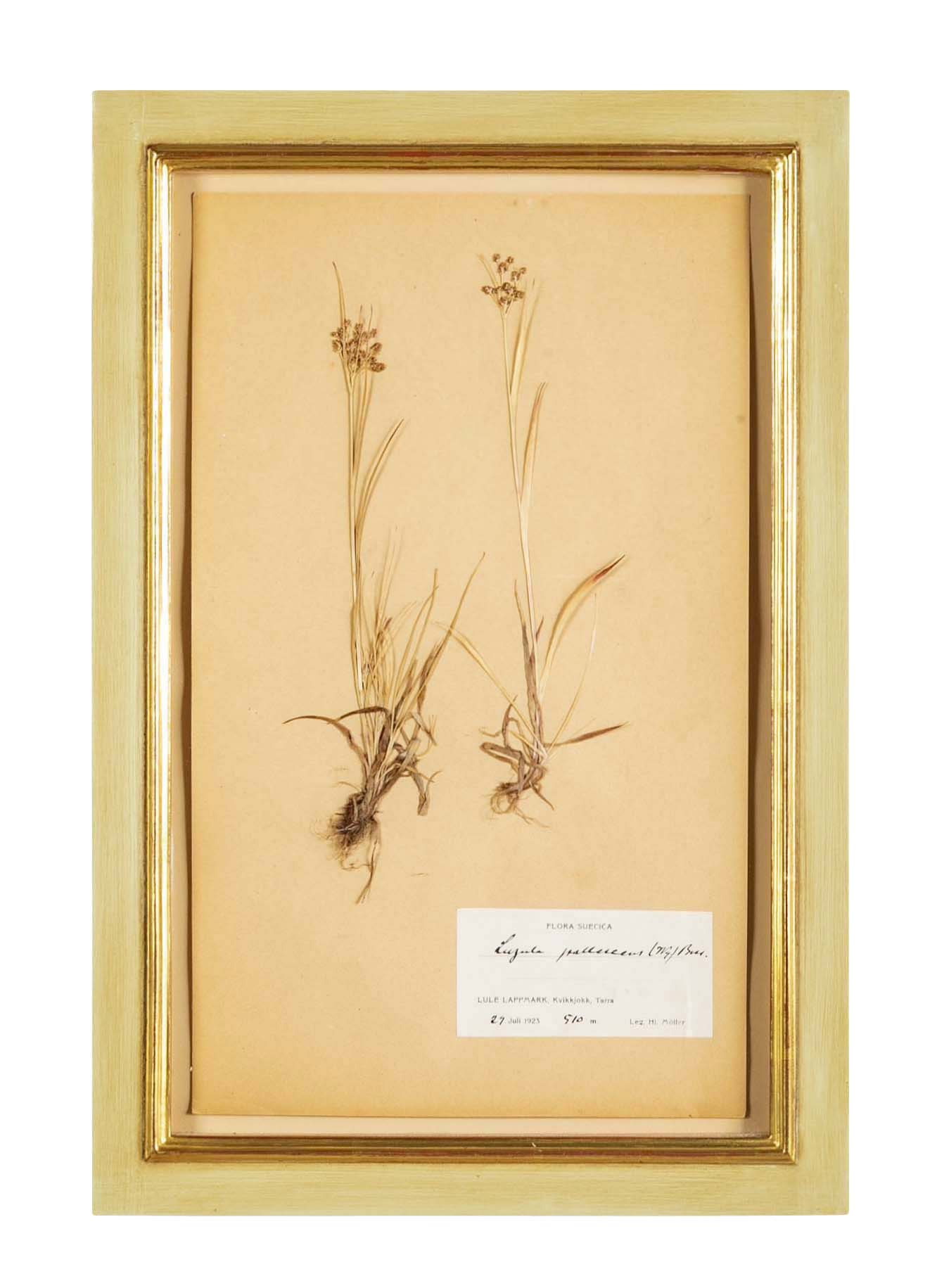 "A Collection of Dried British Grass Specimens" by W. Curtis & W. Salisbury