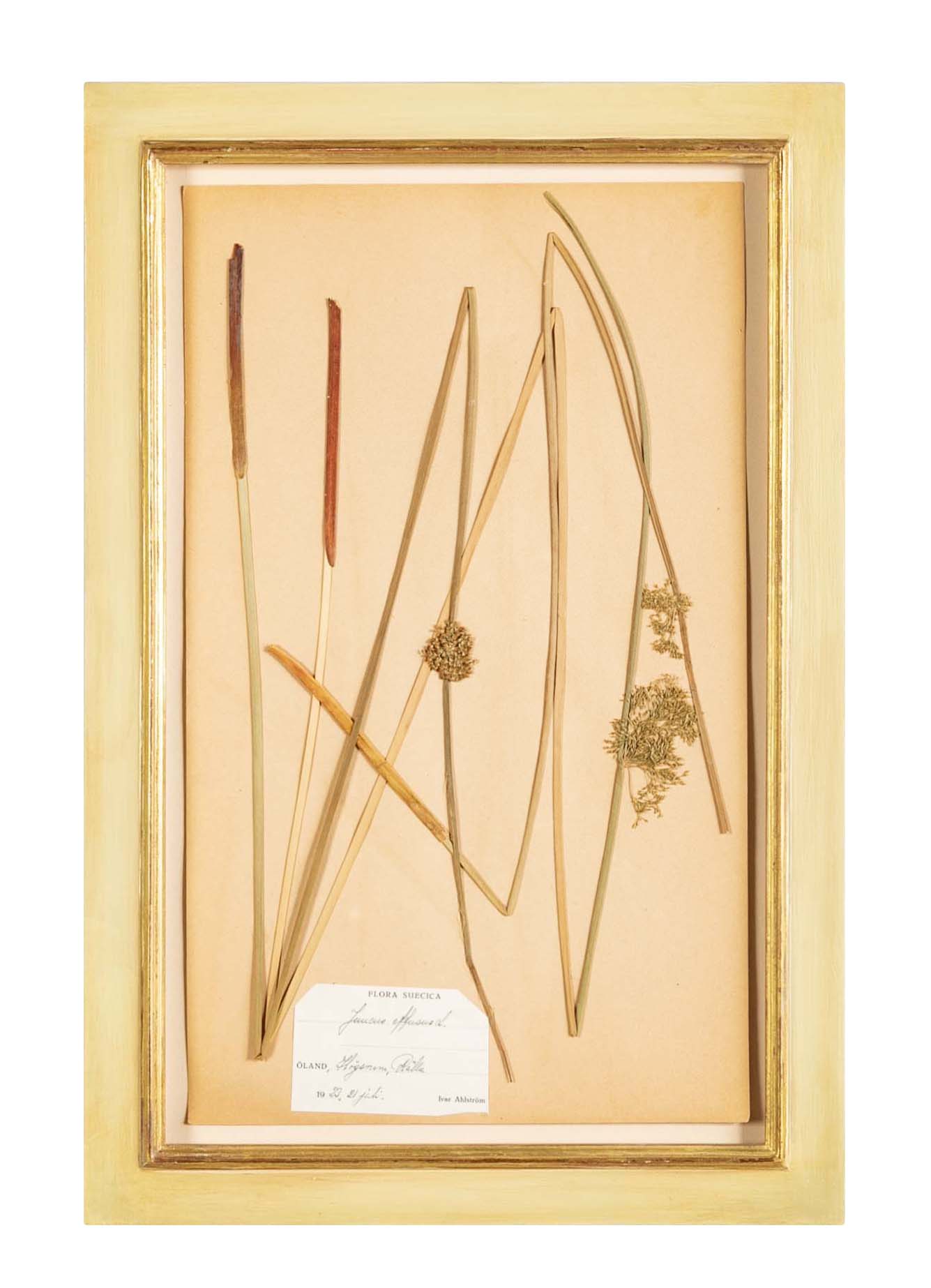 "A Collection of Dried British Grass Specimens" by W. Curtis & W. Salisbury