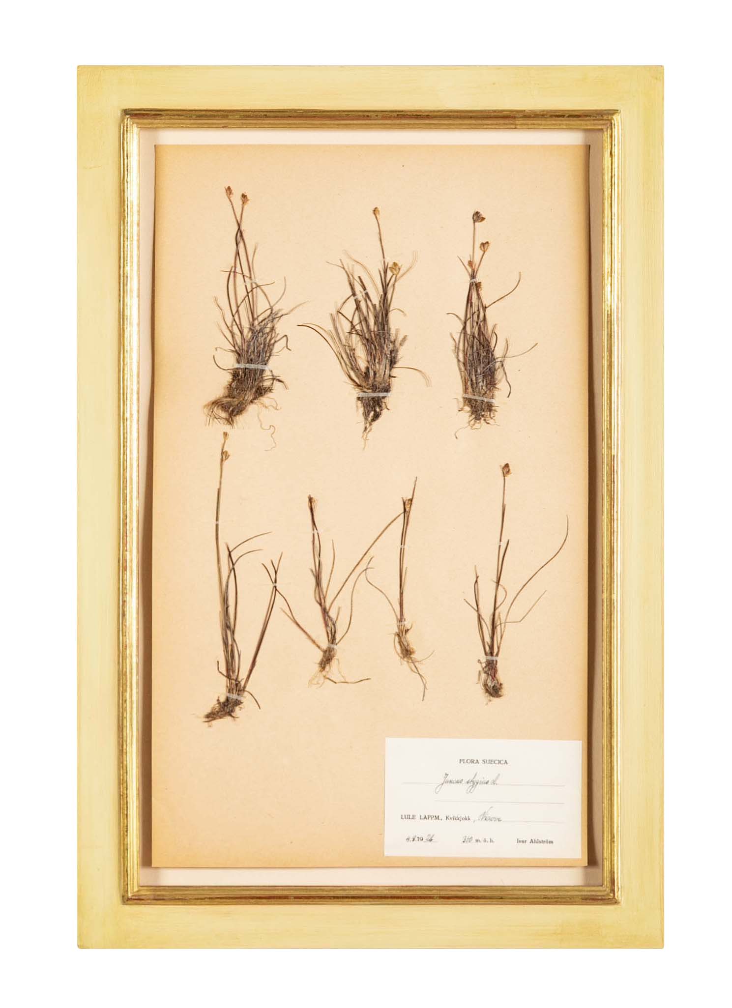 "A Collection of Dried British Grass Specimens" by W. Curtis & W. Salisbury
