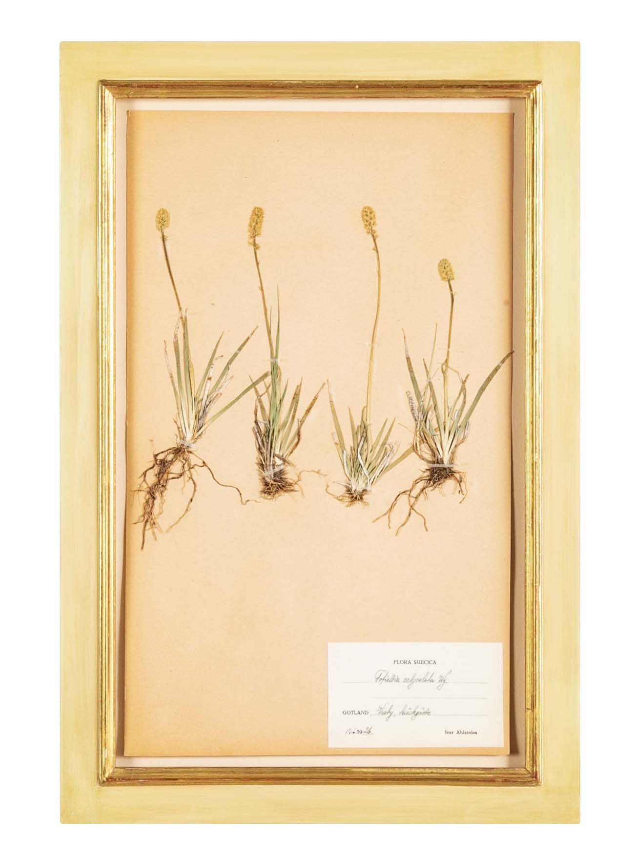 "A Collection of Dried British Grass Specimens" by W. Curtis & W. Salisbury