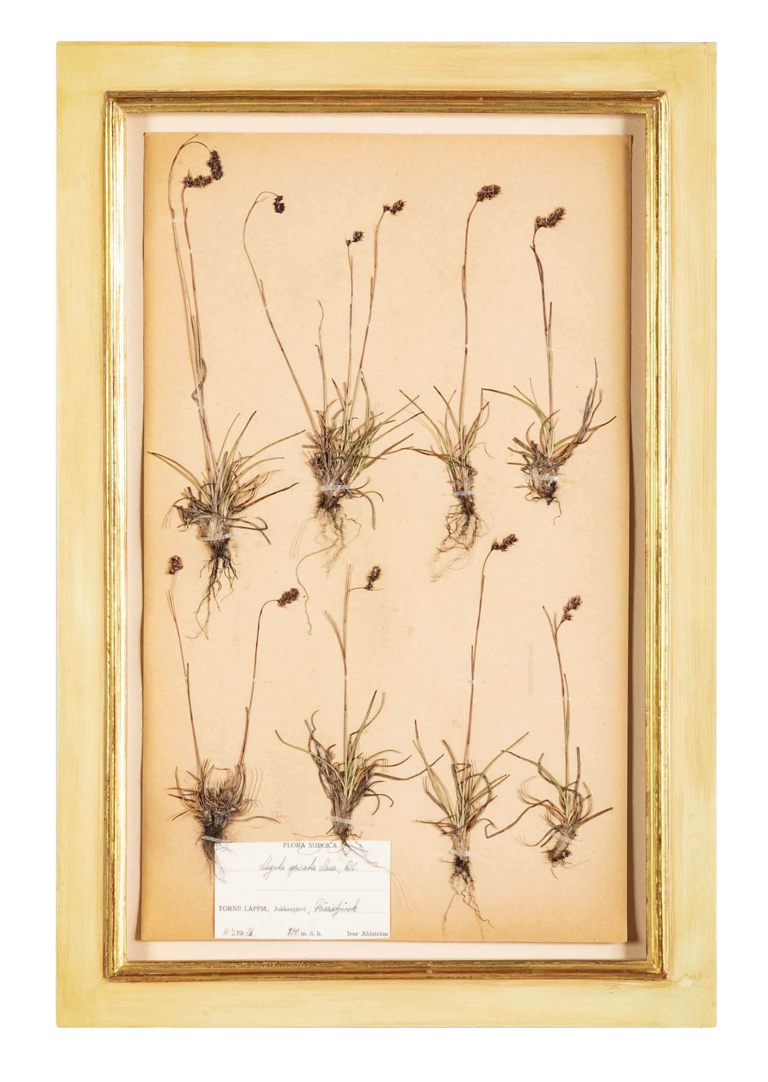 "A Collection of Dried British Grass Specimens" by W. Curtis & W. Salisbury