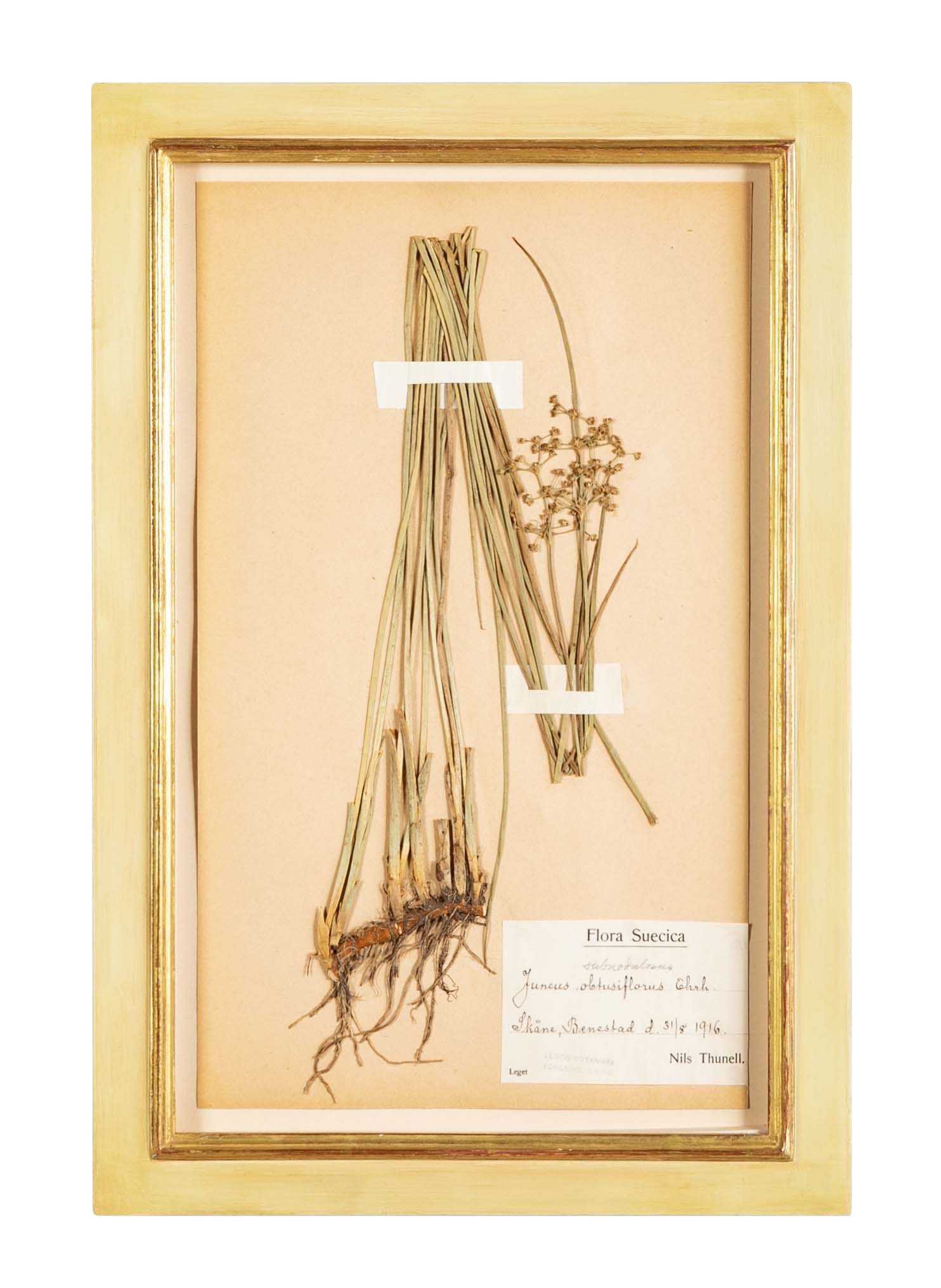 "A Collection of Dried British Grass Specimens" by W. Curtis & W. Salisbury