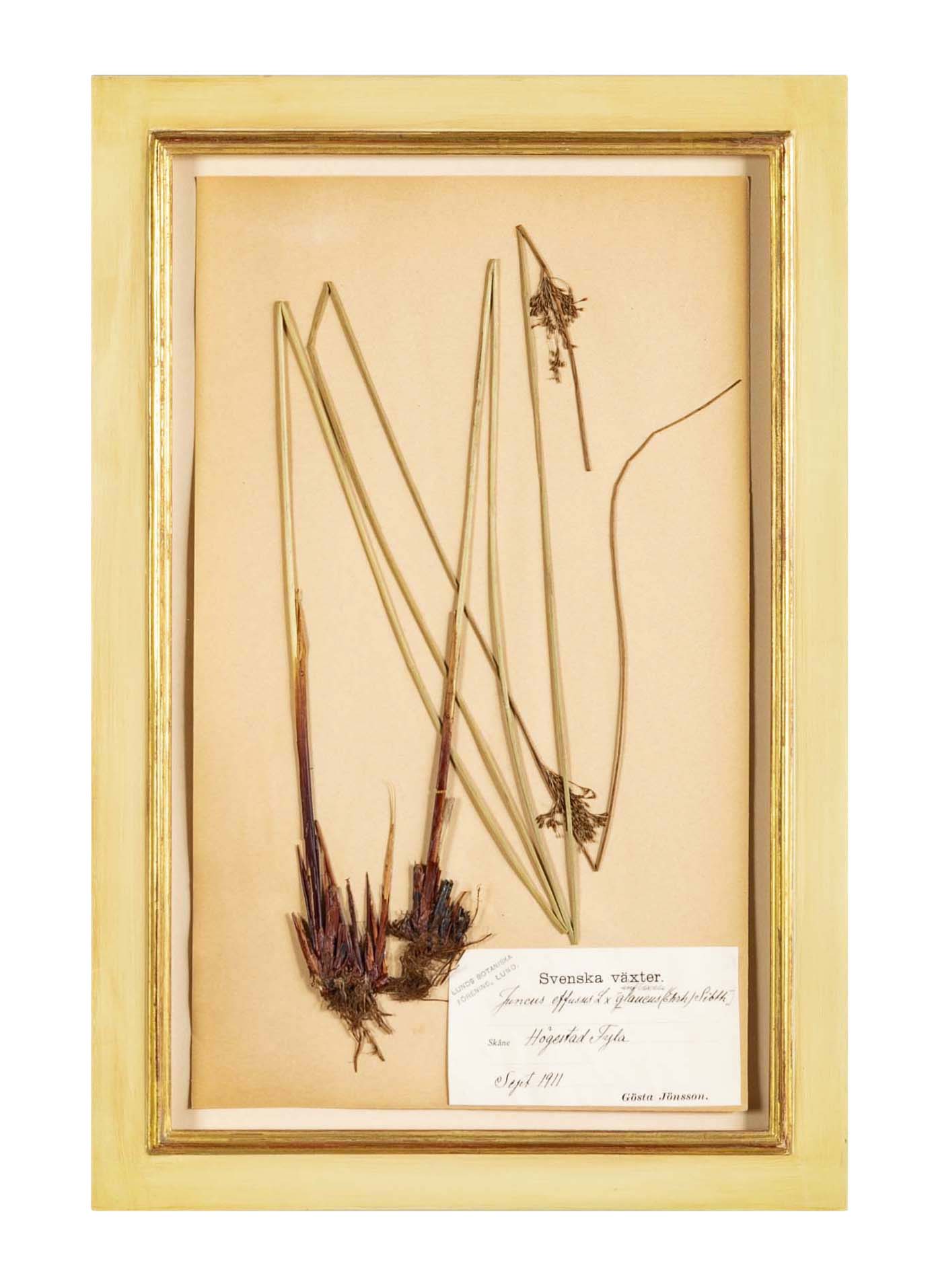 "A Collection of Dried British Grass Specimens" by W. Curtis & W. Salisbury