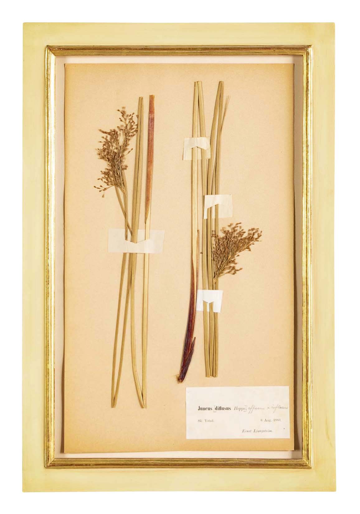 "A Collection of Dried British Grass Specimens" by W. Curtis & W. Salisbury
