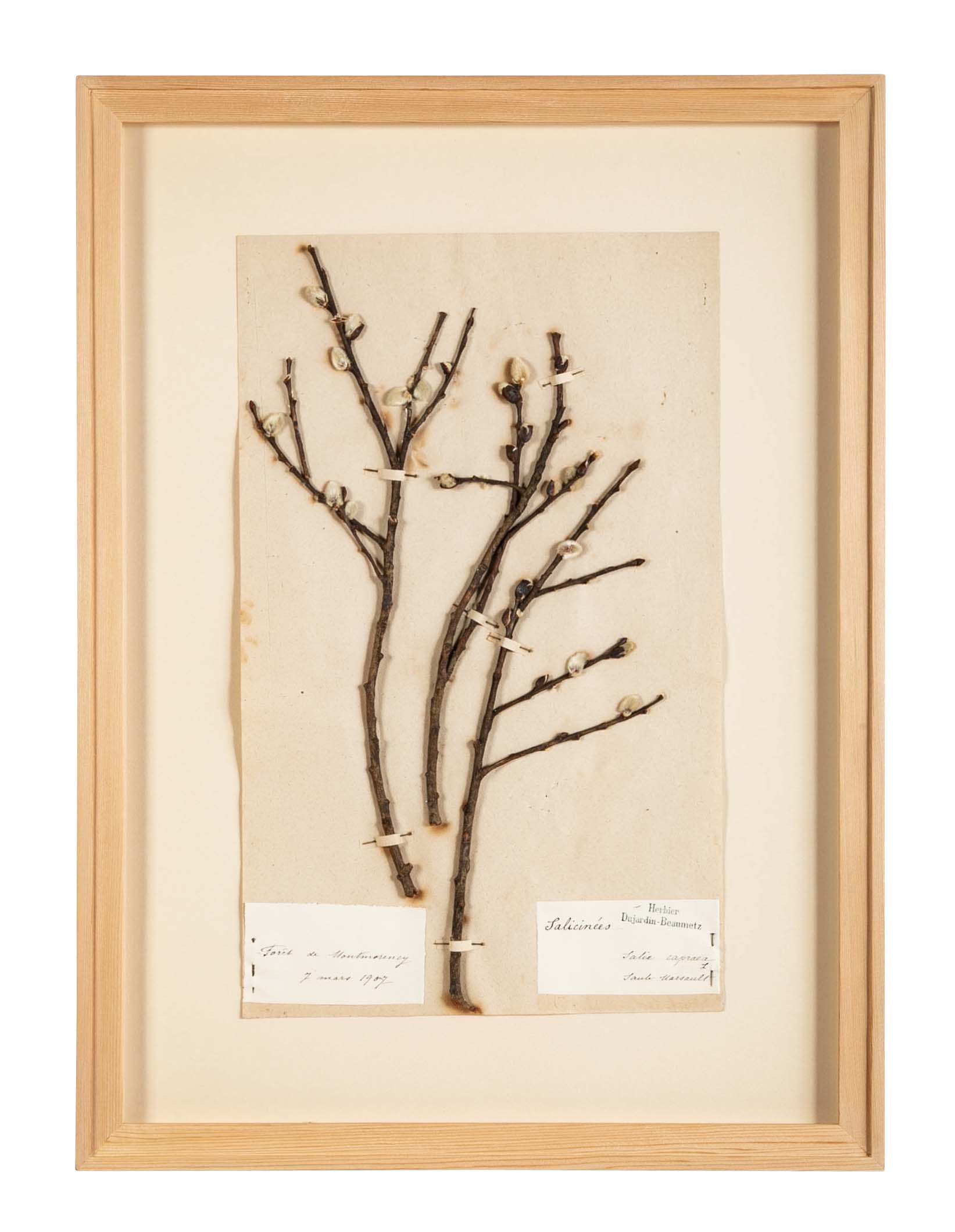"A Collection of Dried British Grass Specimens" by W. Curtis & W. Salisbury