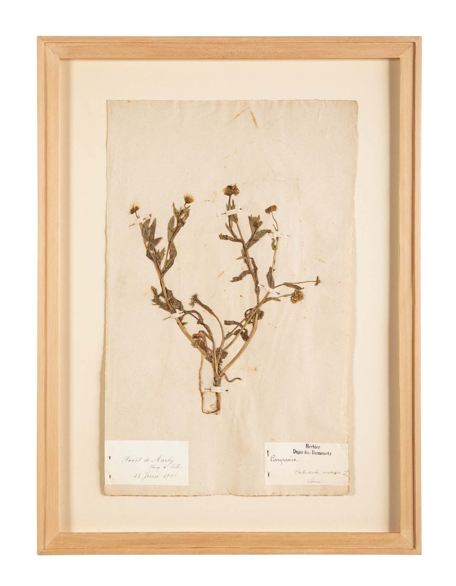 "A Collection of Dried British Grass Specimens" by W. Curtis & W. Salisbury