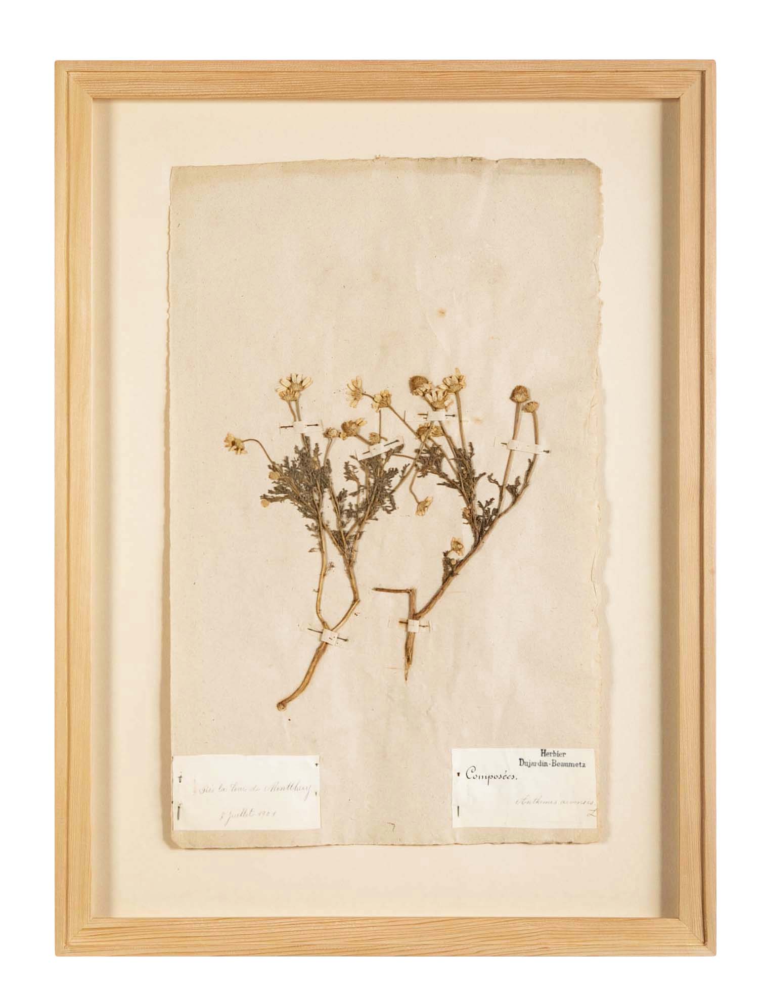 "A Collection of Dried British Grass Specimens" by W. Curtis & W. Salisbury