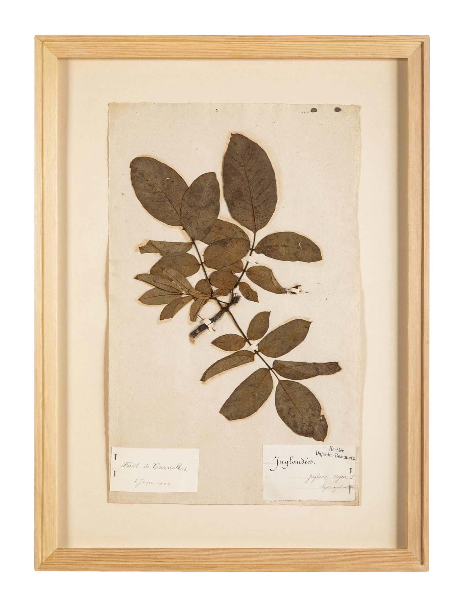 "A Collection of Dried British Grass Specimens" by W. Curtis & W. Salisbury