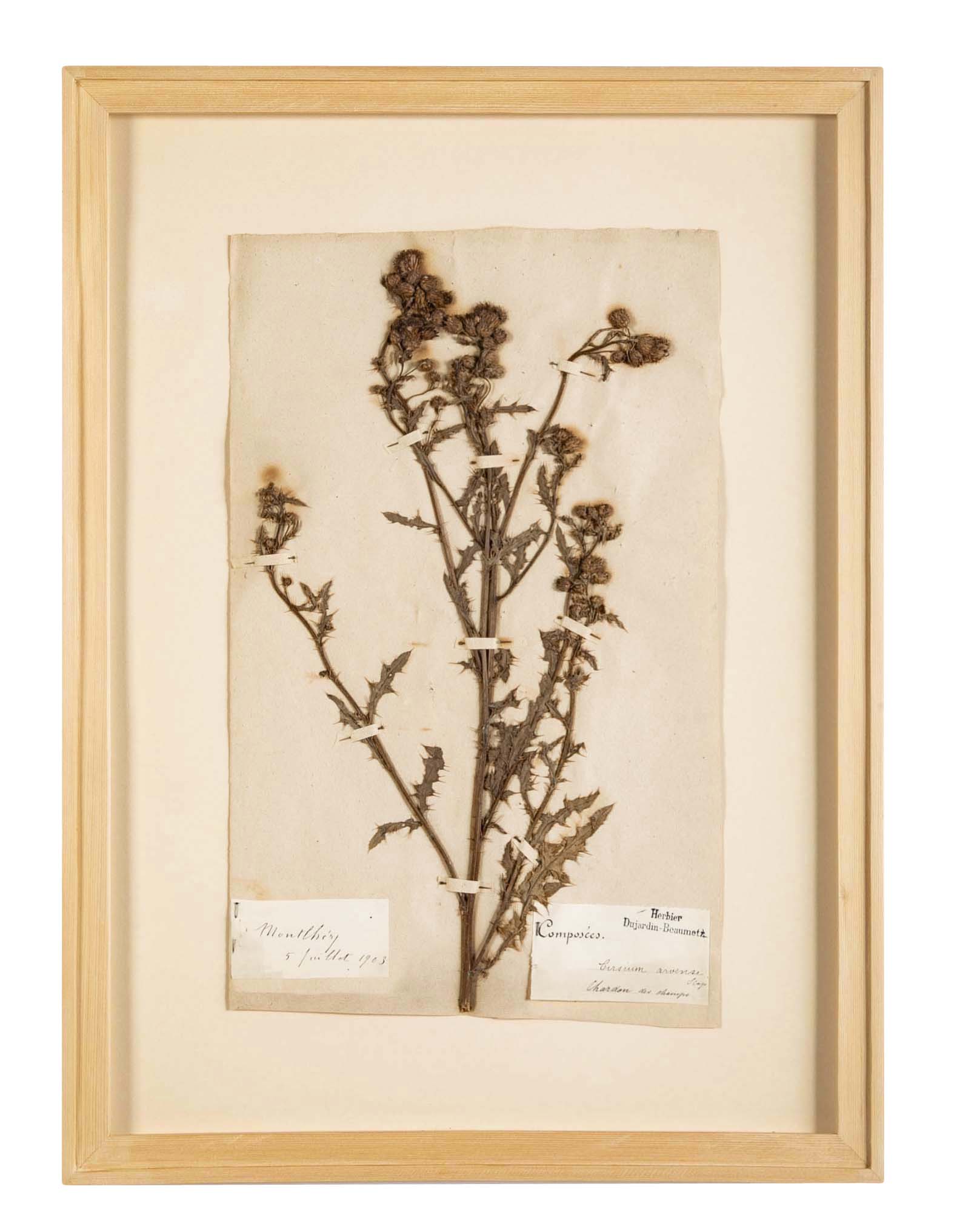 "A Collection of Dried British Grass Specimens" by W. Curtis & W. Salisbury
