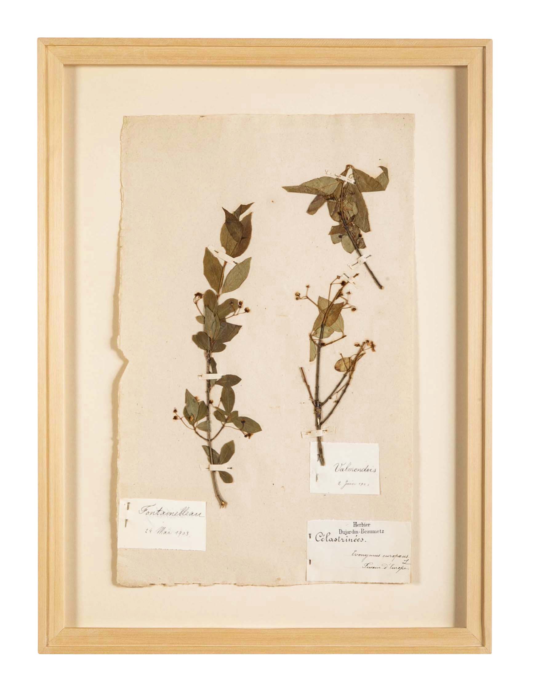 "A Collection of Dried British Grass Specimens" by W. Curtis & W. Salisbury
