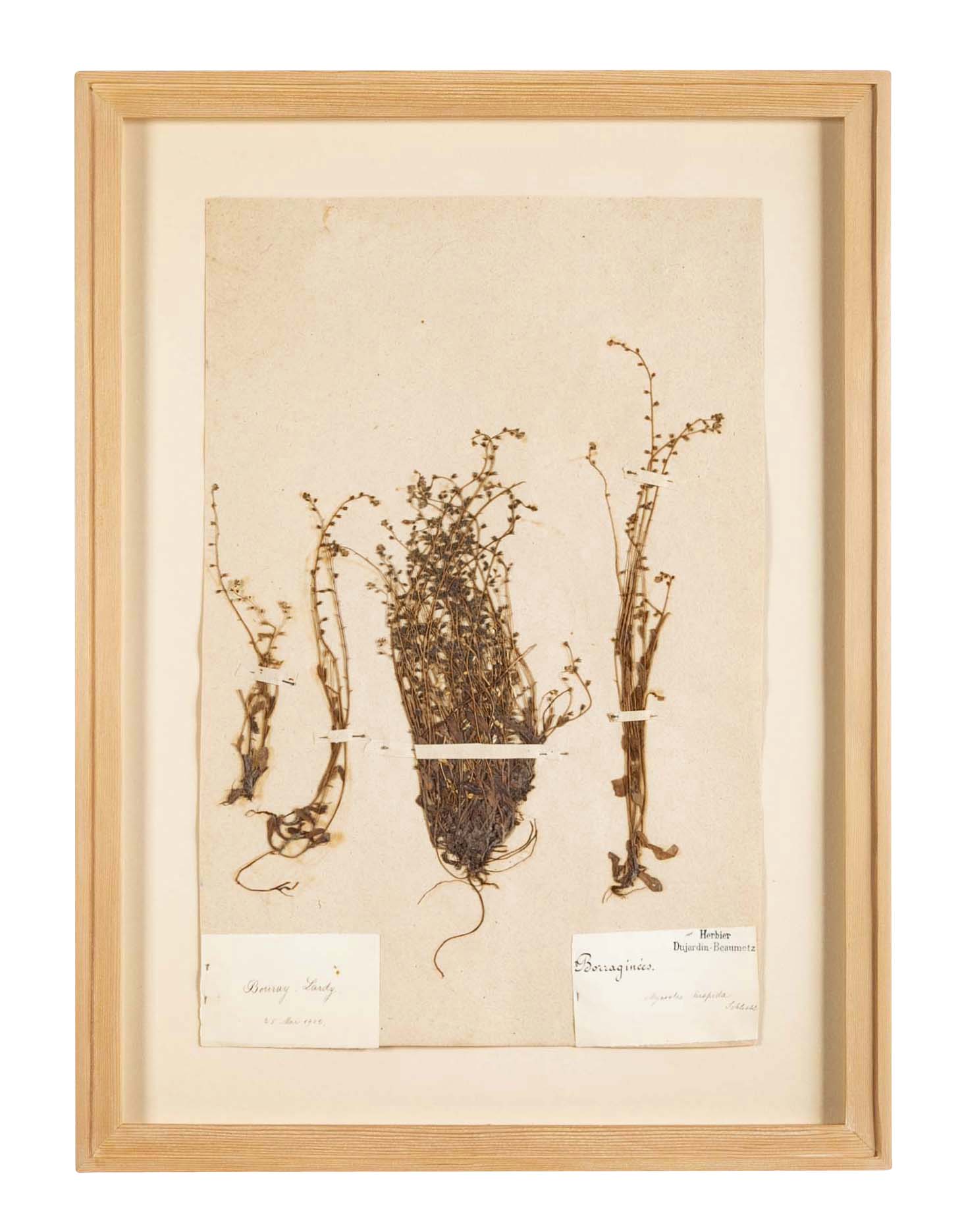 "A Collection of Dried British Grass Specimens" by W. Curtis & W. Salisbury