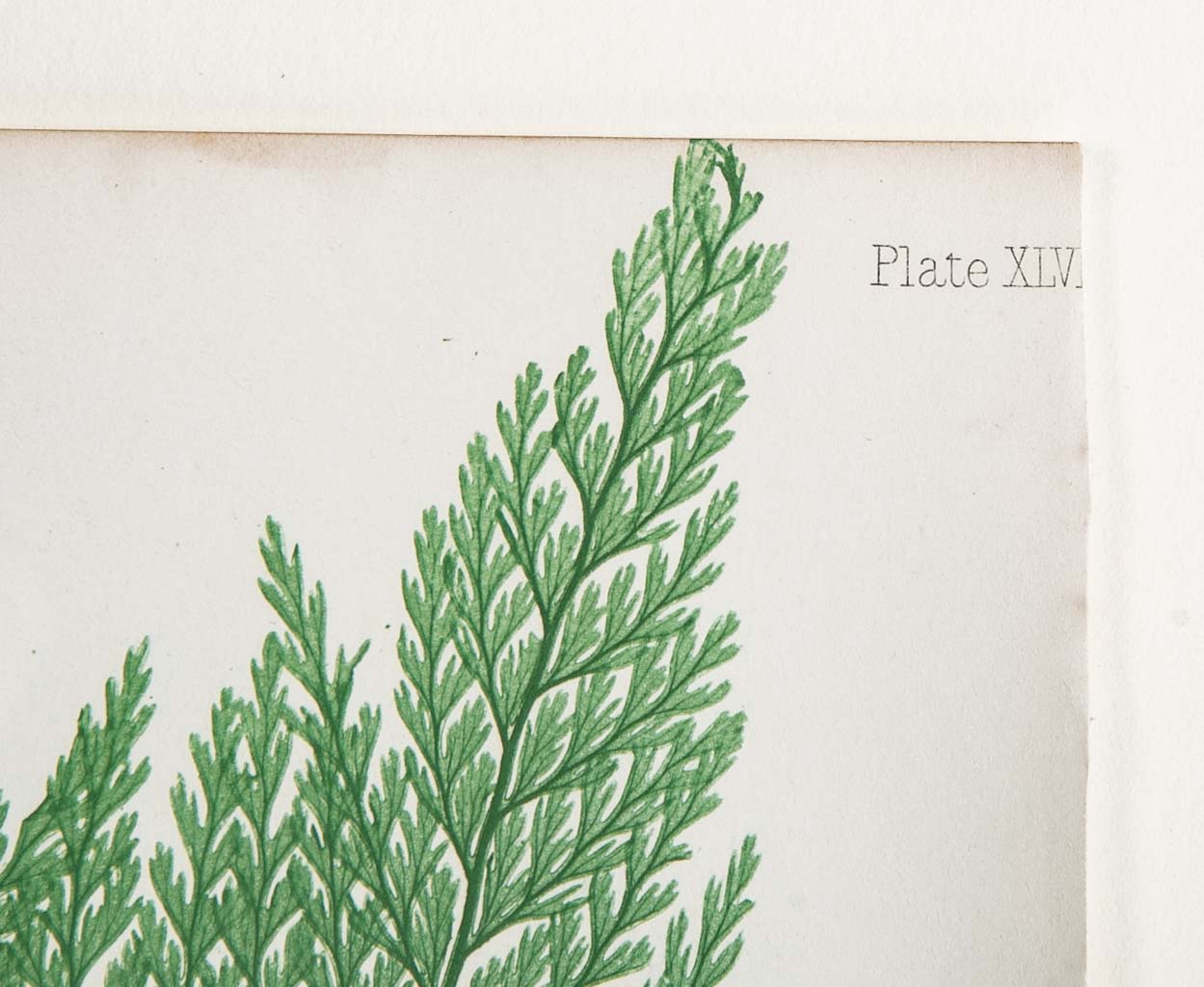 Thomas Moore Print from "The Ferns of Great Britain and Ireland" in Custom Cedar Frame
