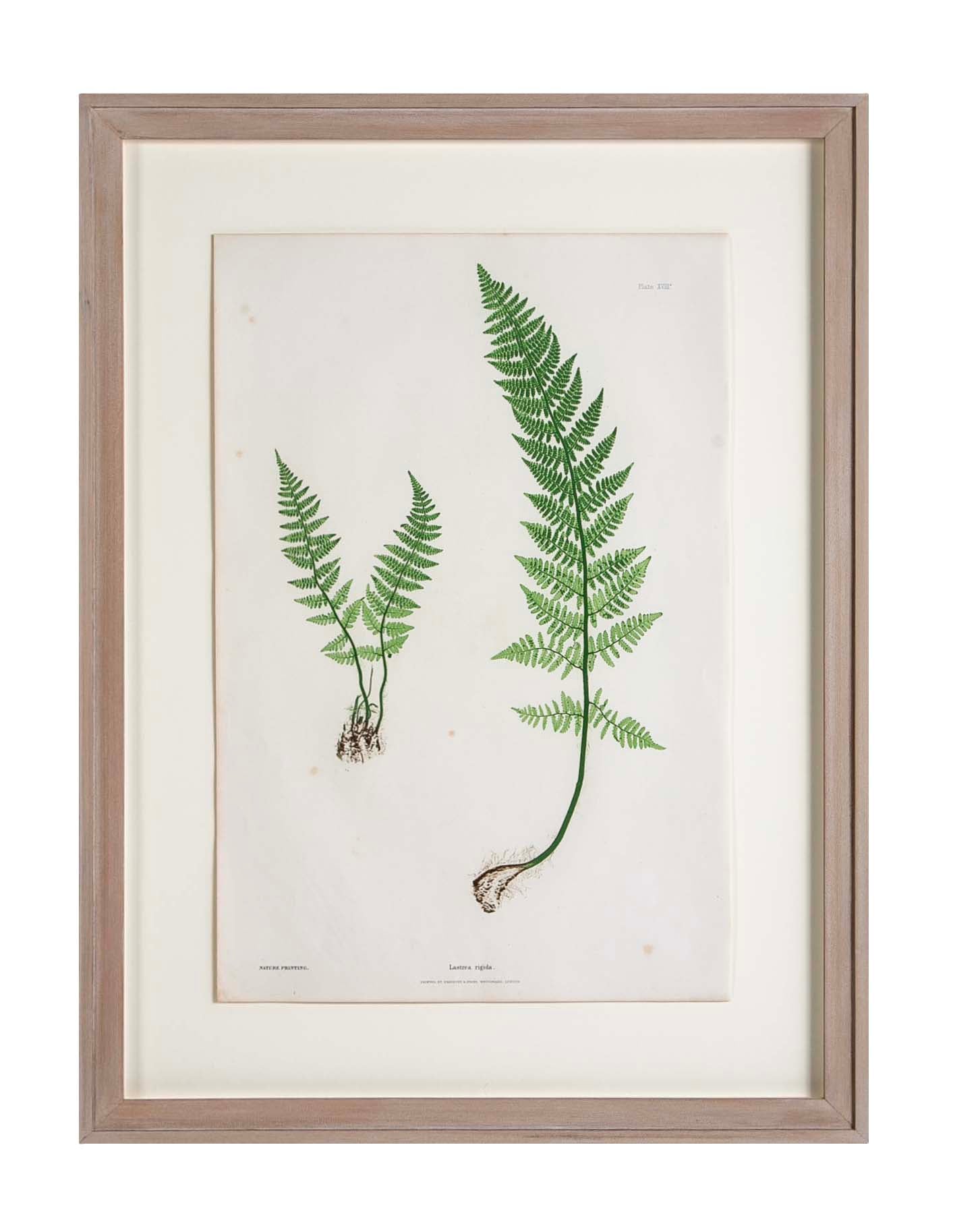 Thomas Moore Print from "The Ferns of Great Britain and Ireland" in Custom Cedar Frame
