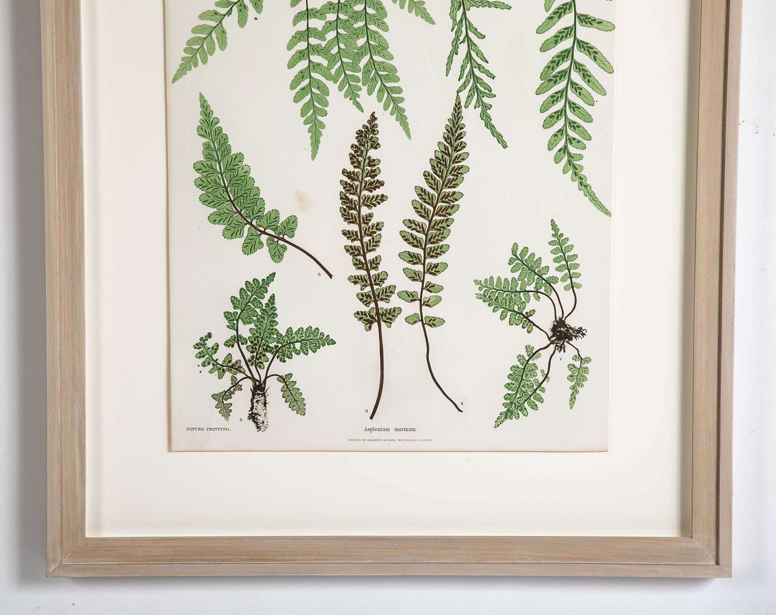 Thomas Moore Print from "The Ferns of Great Britain and Ireland" in Custom Cedar Frame
