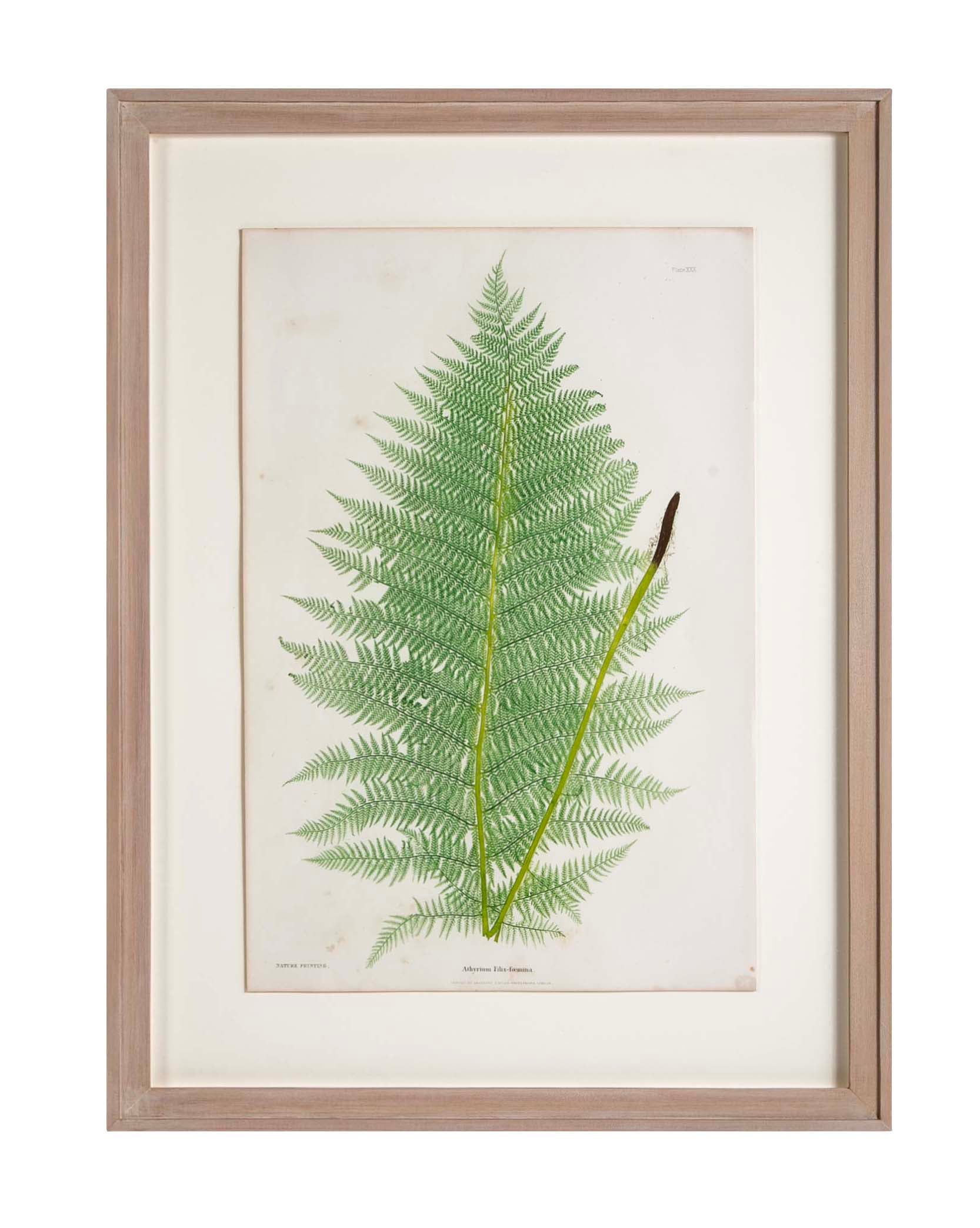 Thomas Moore Print from "The Ferns of Great Britain and Ireland" in Custom Cedar Frame