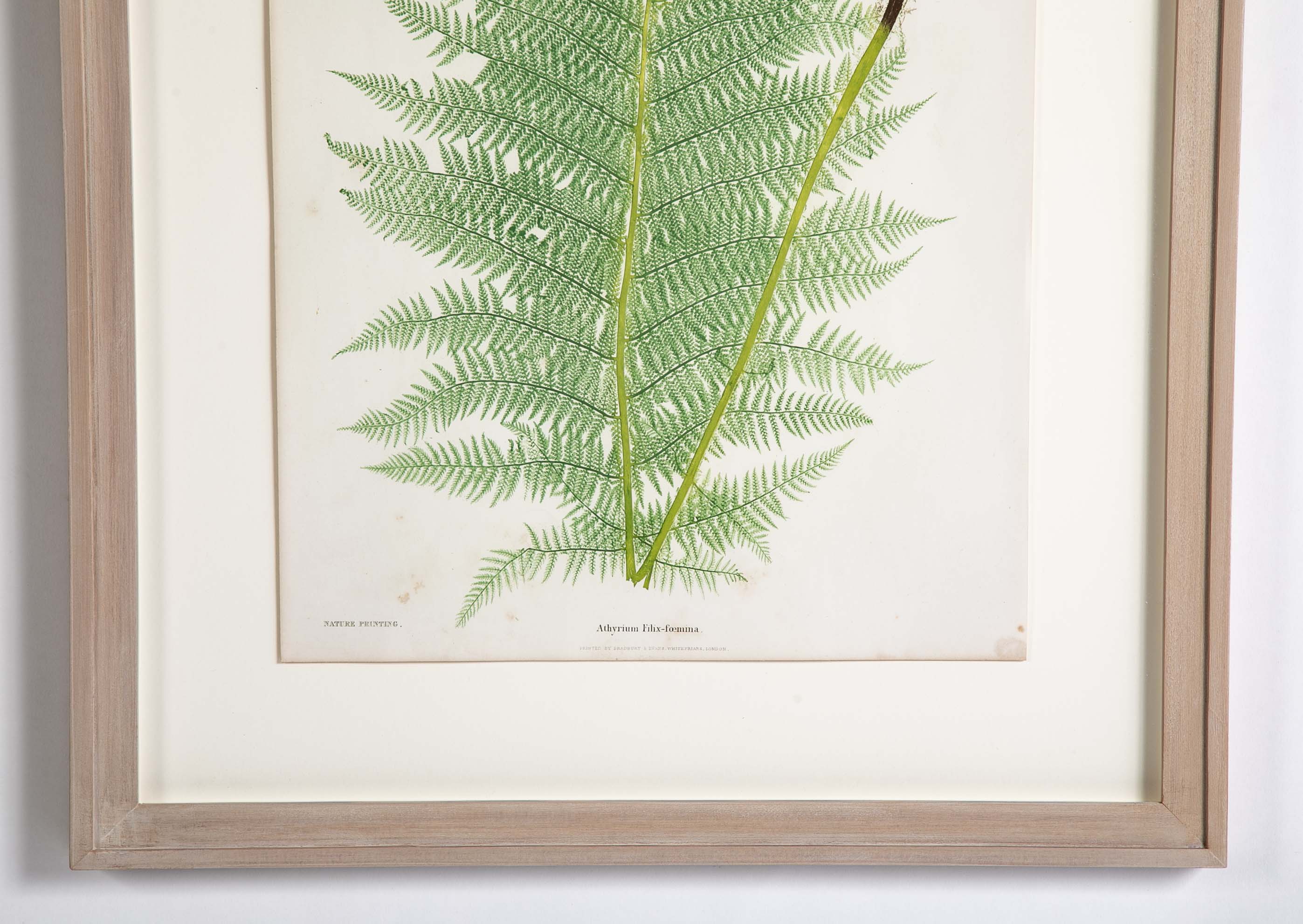 Thomas Moore Print from "The Ferns of Great Britain and Ireland" in Custom Cedar Frame