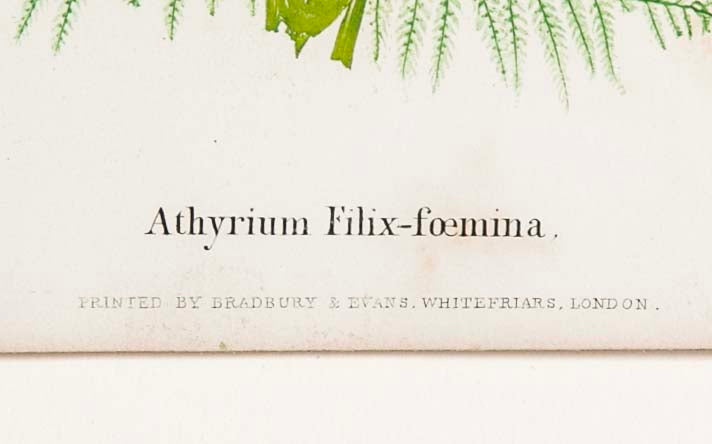 Thomas Moore Print from "The Ferns of Great Britain and Ireland" in Custom Cedar Frame