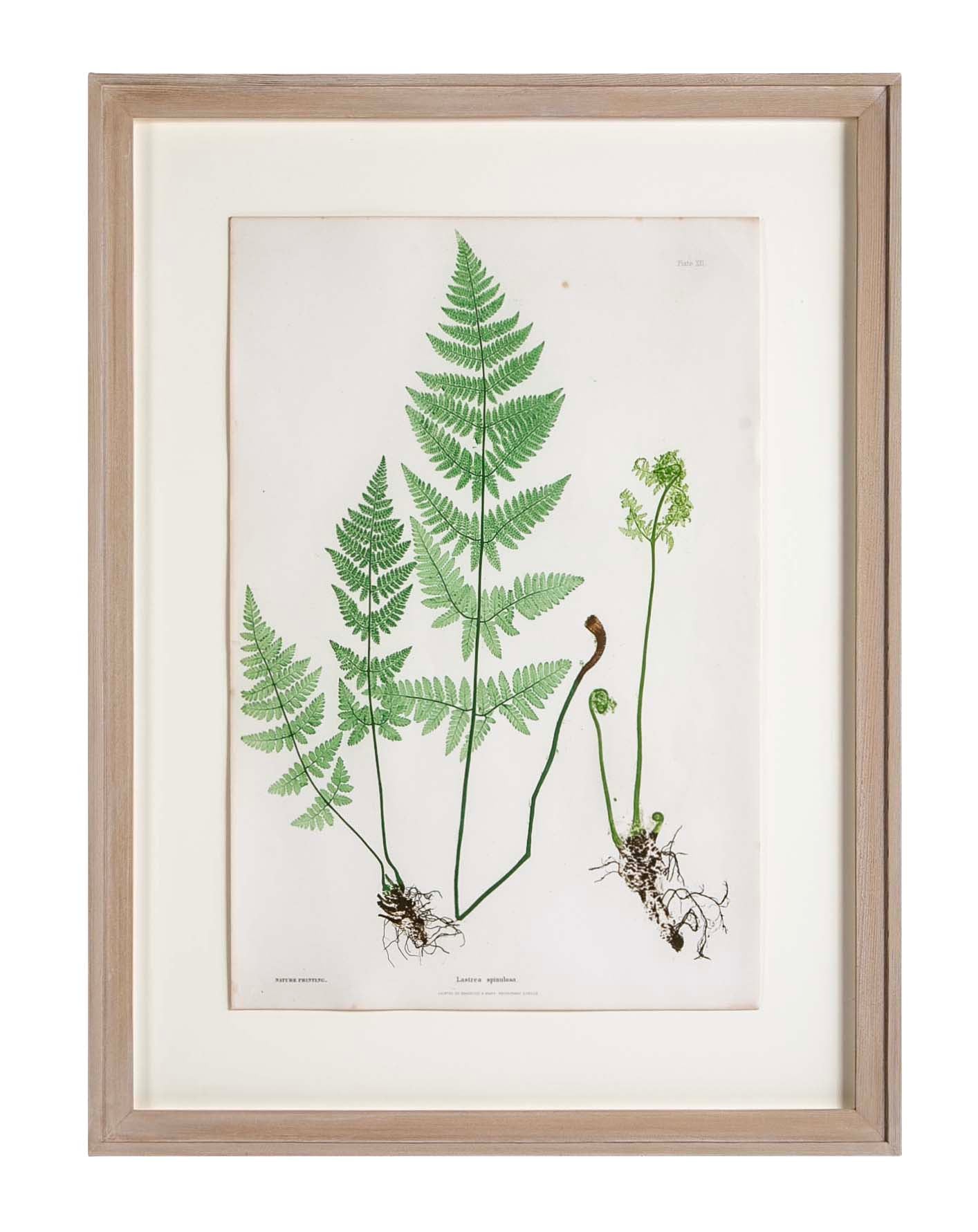Thomas Moore Print from "The Ferns of Great Britain and Ireland" in Custom Cedar Frame