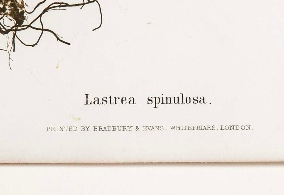 Thomas Moore Print from "The Ferns of Great Britain and Ireland" in Custom Cedar Frame