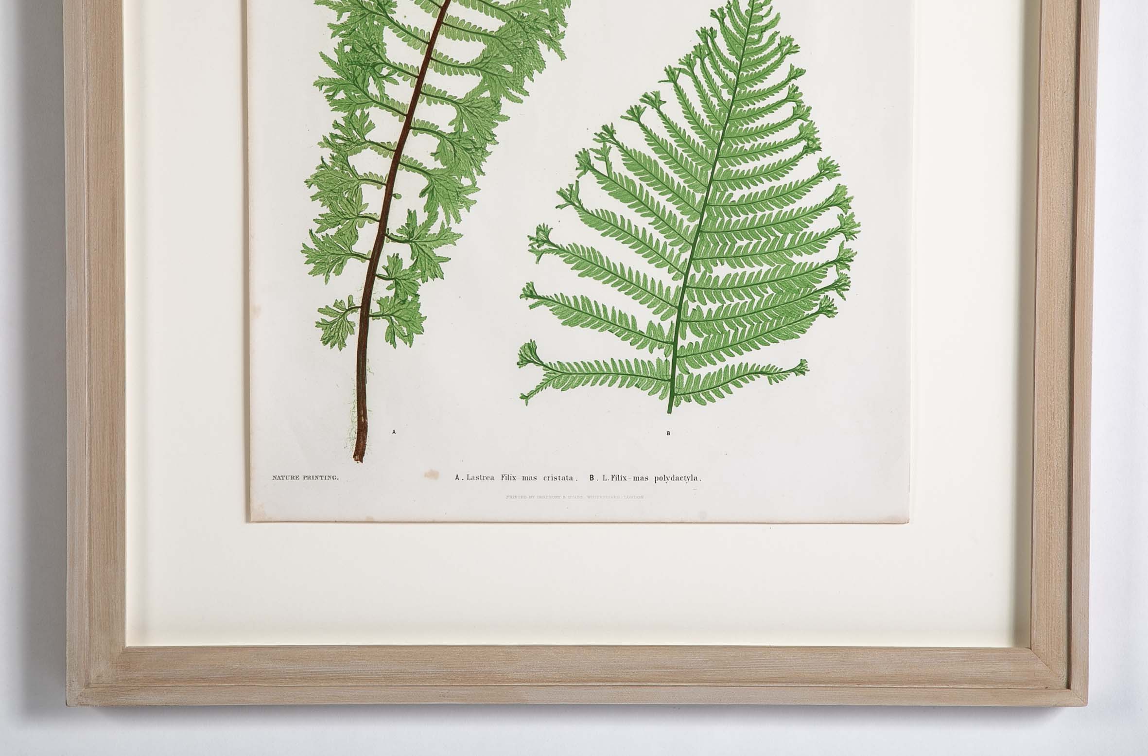 Thomas Moore Print from "The Ferns of Great Britain and Ireland" in Custom Cedar Frame