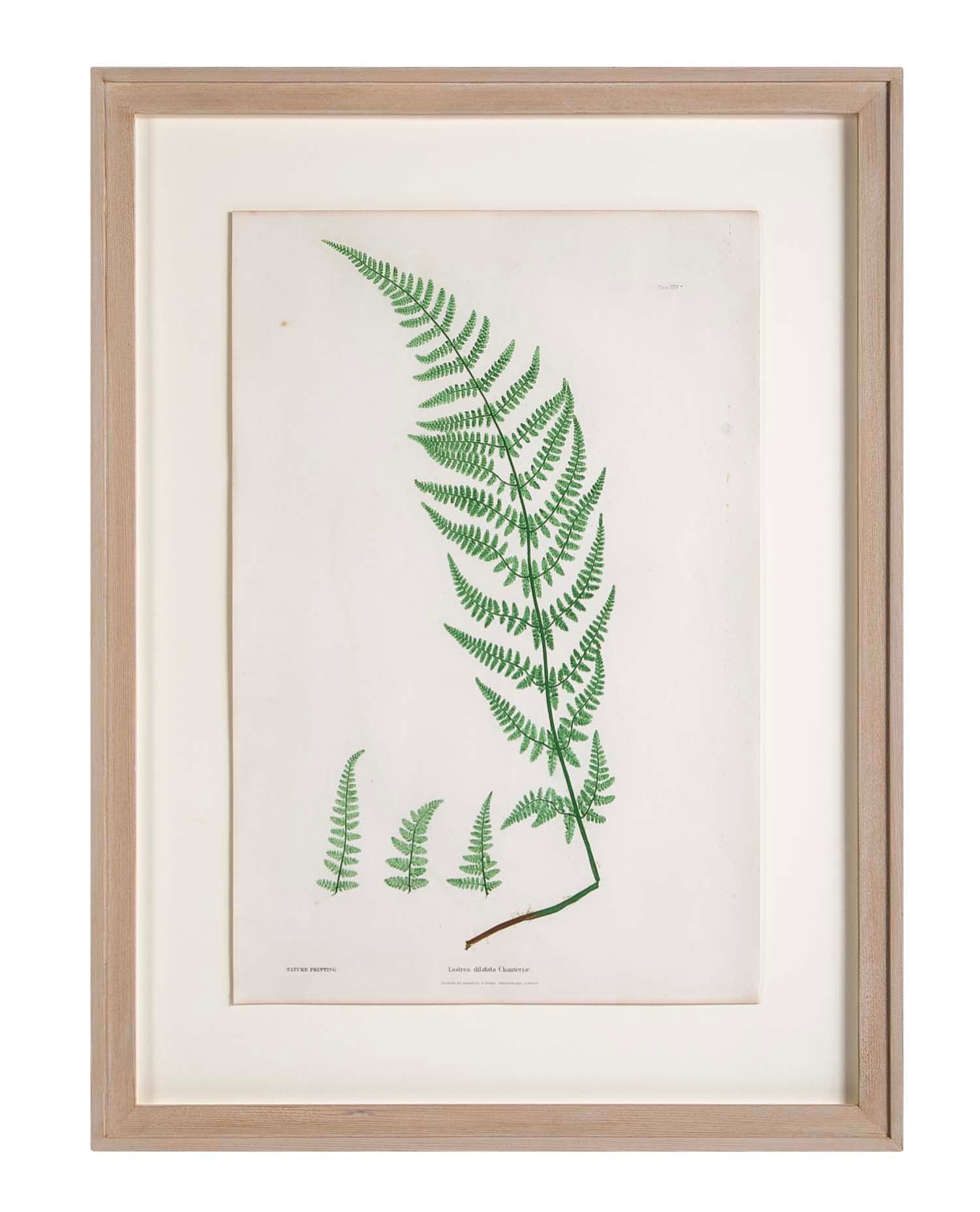 Thomas Moore Print from "The Ferns of Great Britain and Ireland" in Custom Cedar Frame