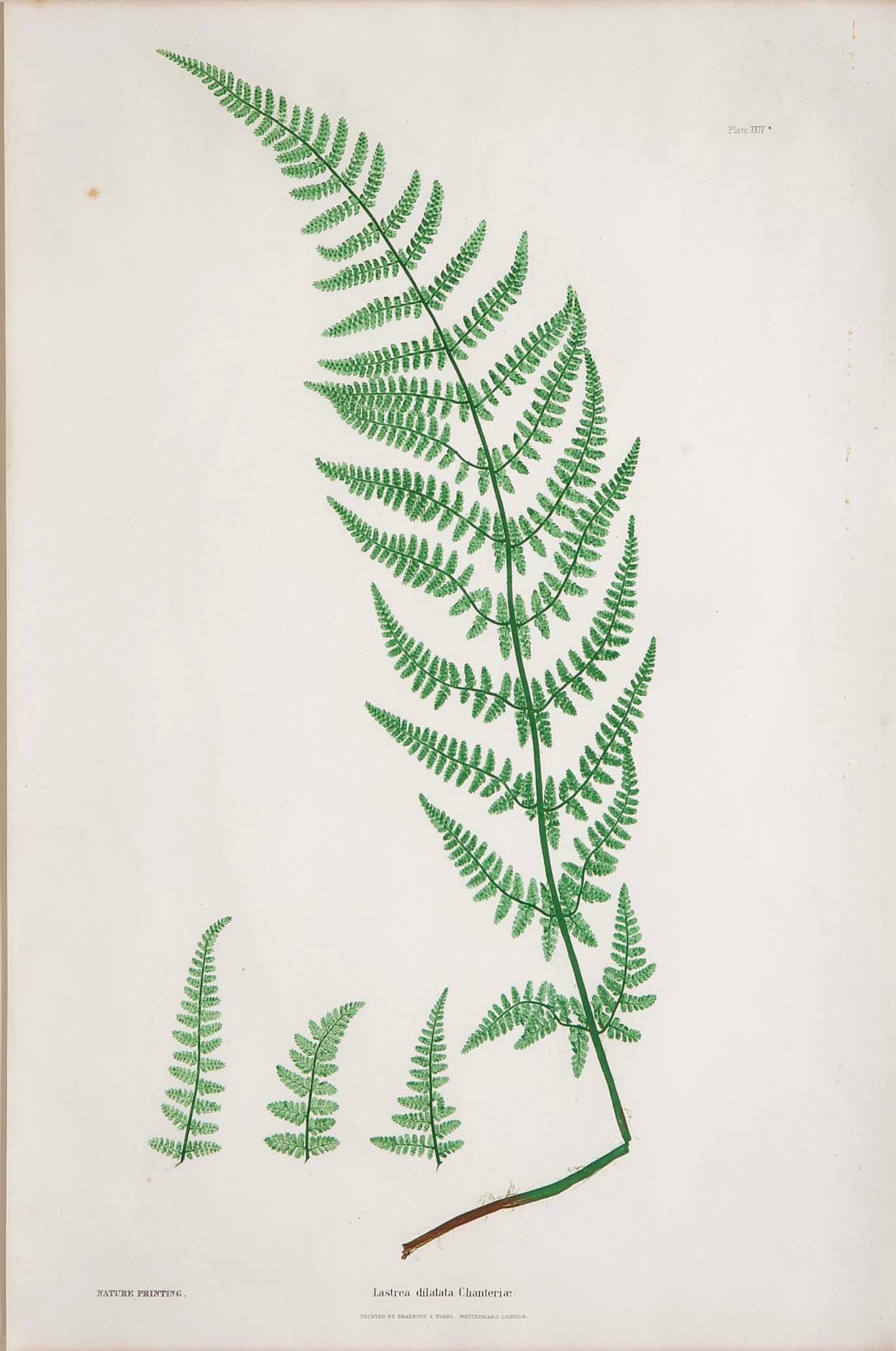 Thomas Moore Print from "The Ferns of Great Britain and Ireland" in Custom Cedar Frame