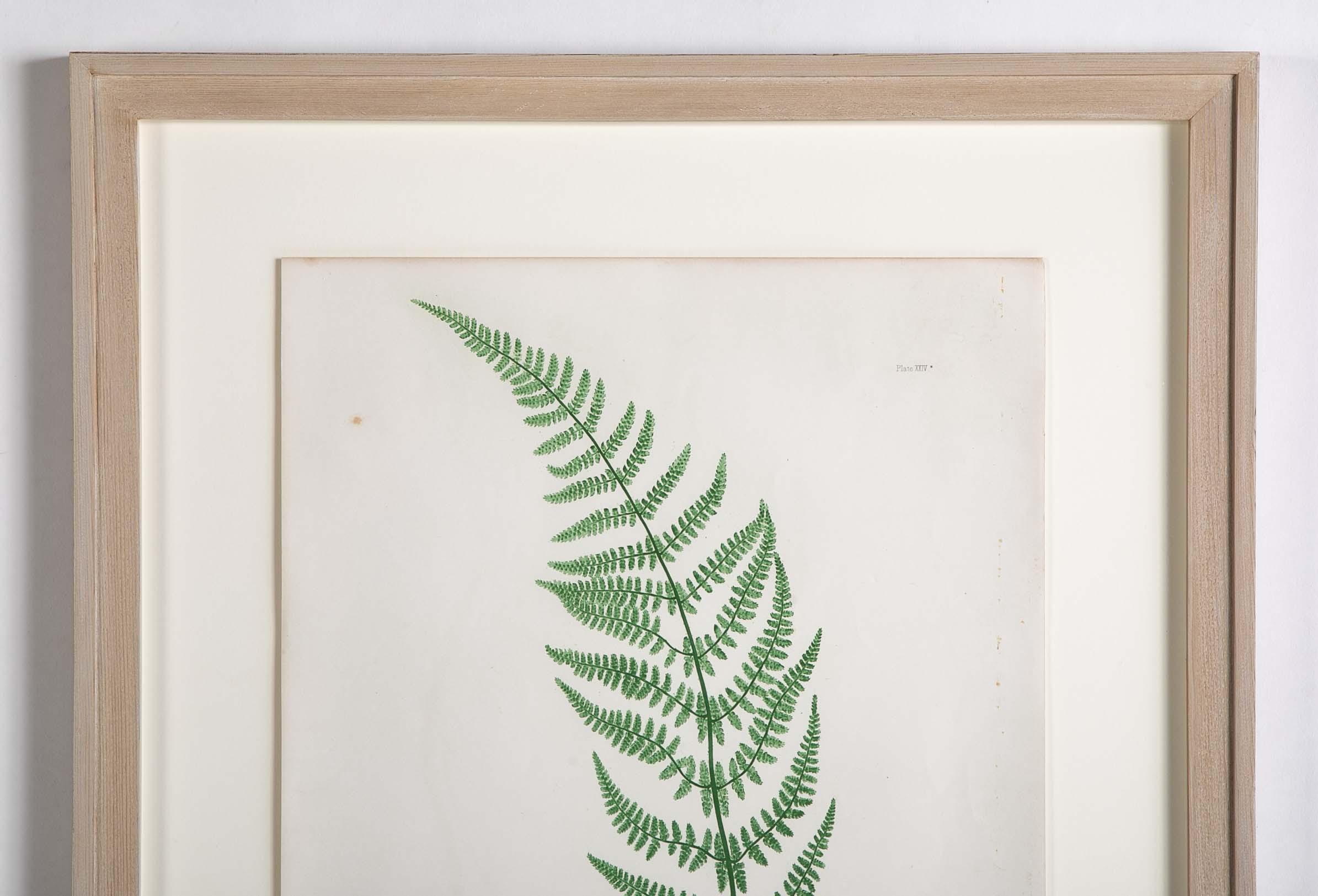 Thomas Moore Print from "The Ferns of Great Britain and Ireland" in Custom Cedar Frame