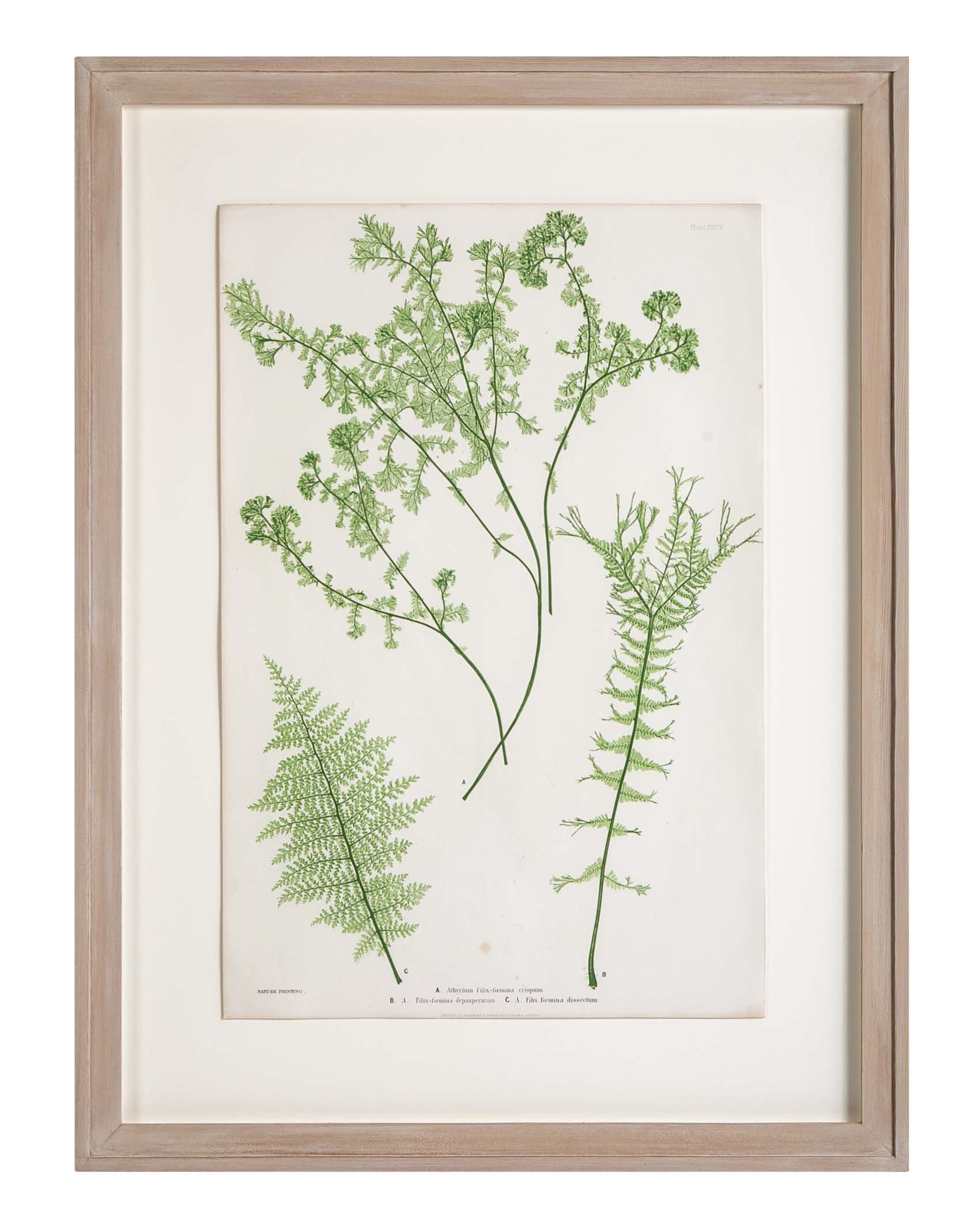 Thomas Moore Print from "The Ferns of Great Britain and Ireland" in Custom Cedar Frame