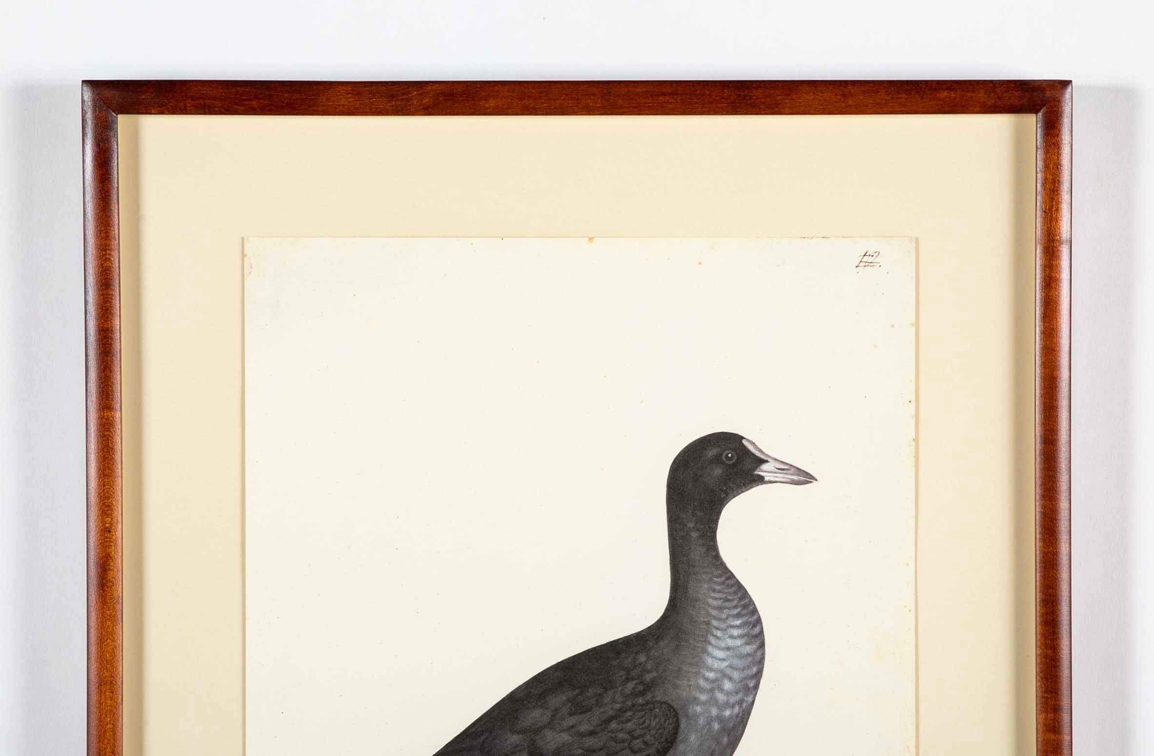 Offset Lithograph of "Eurasian Coot" from the "The Great Bird Book" by Olof Rudbeck The Younger
