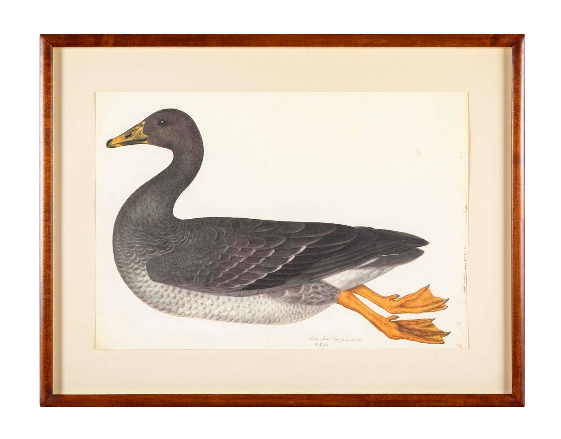 Offset Lithograph of "Greylag Goose" PL 21 from the "The Great Bird Book" by Olof Rudbeck The Younger