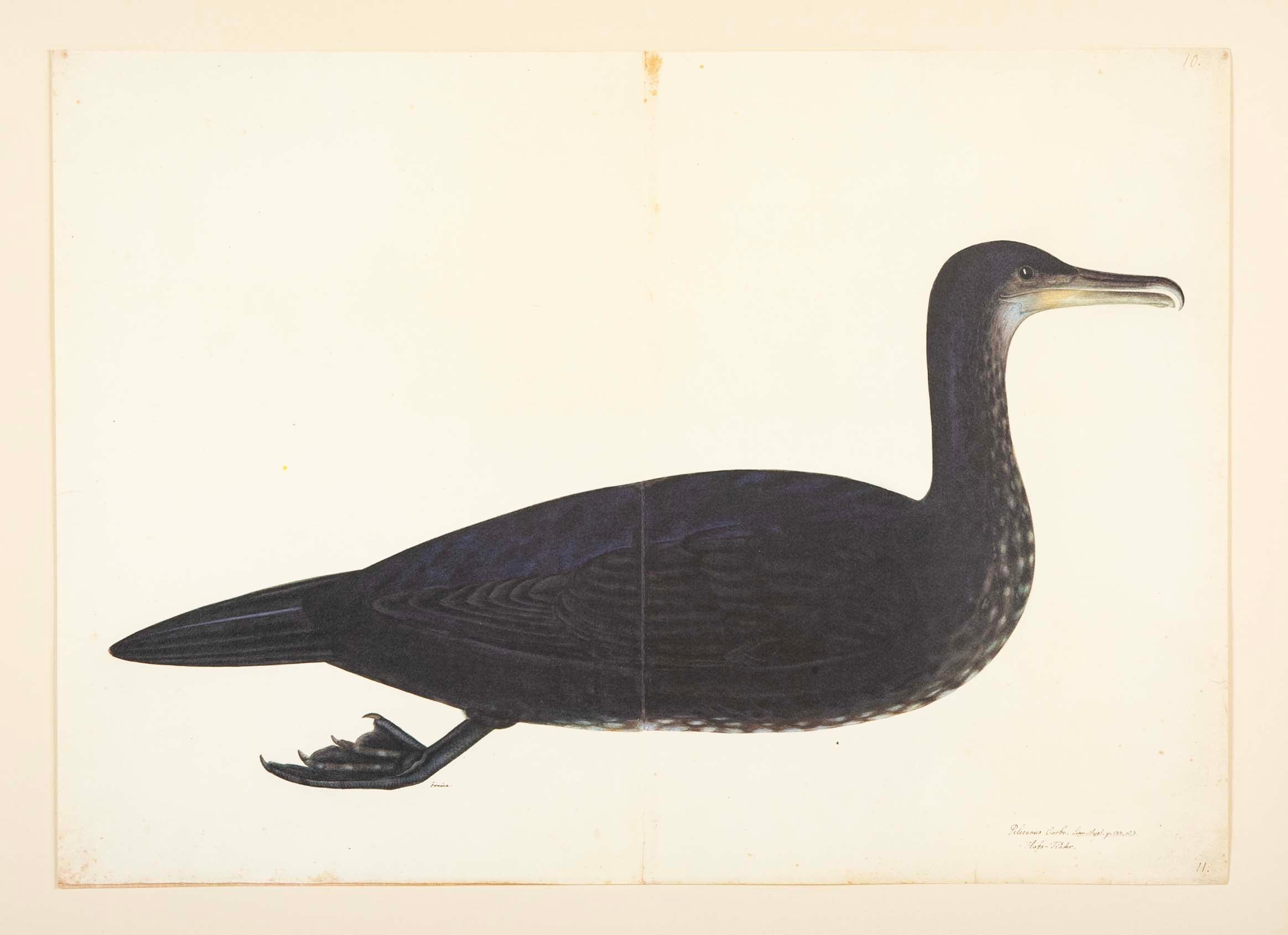 Offset Lithograph of "Comorant, Juvenile", PL 11 from the "The Great Bird Book" by Olof Rudbeck The Younger