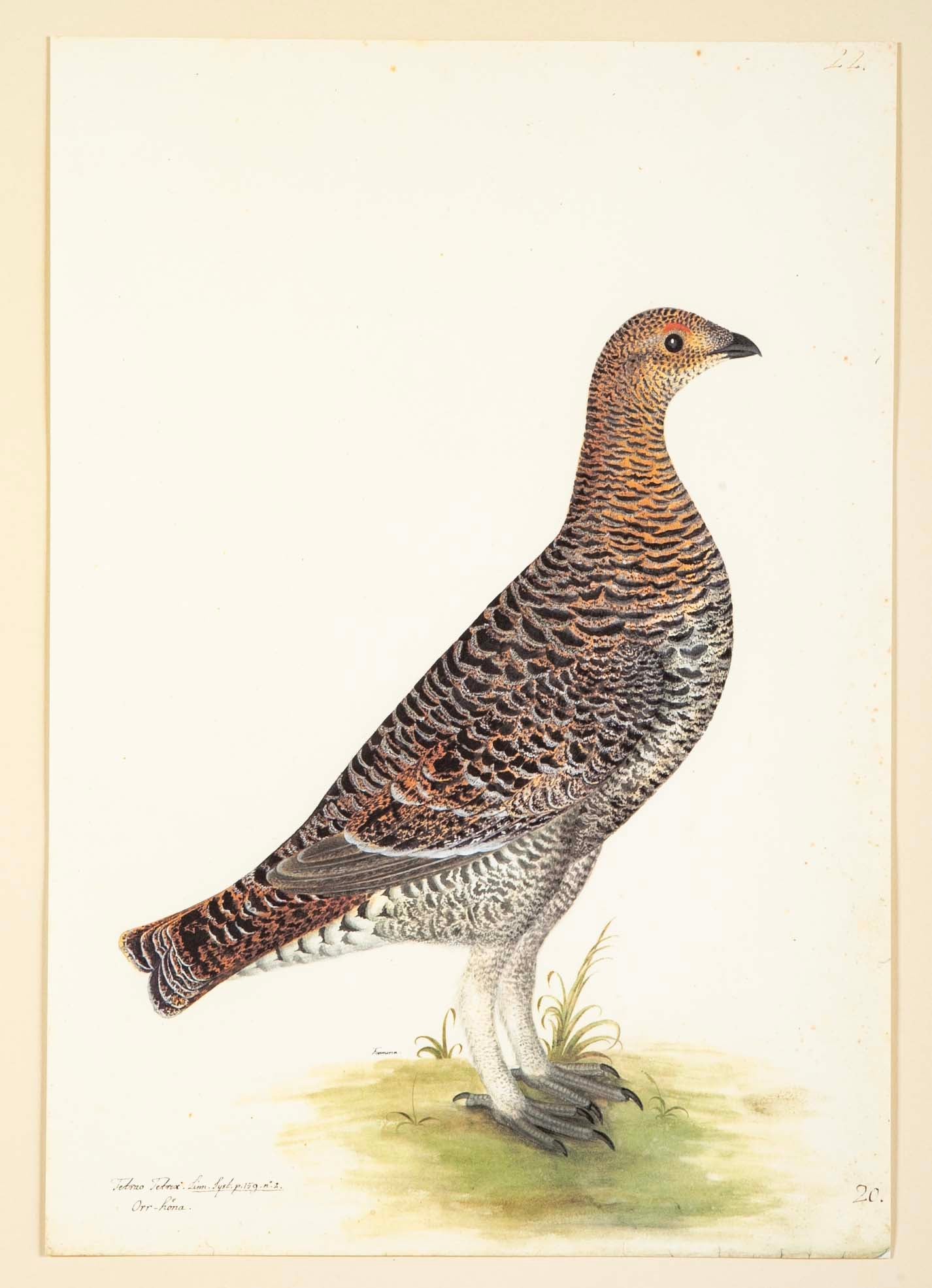 Offset Lithograph of "Black Grouse Hen, PL 20" from the "The Great Bird Book" by Olof Rudbeck The Younger