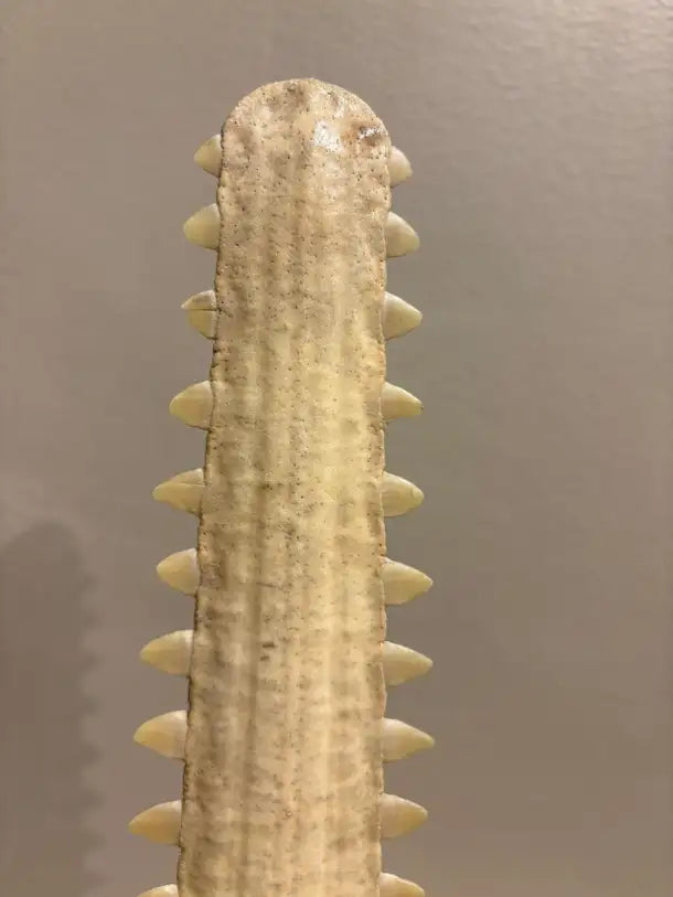 Mid-Century Modern Sawfish Bill on Lucite Base