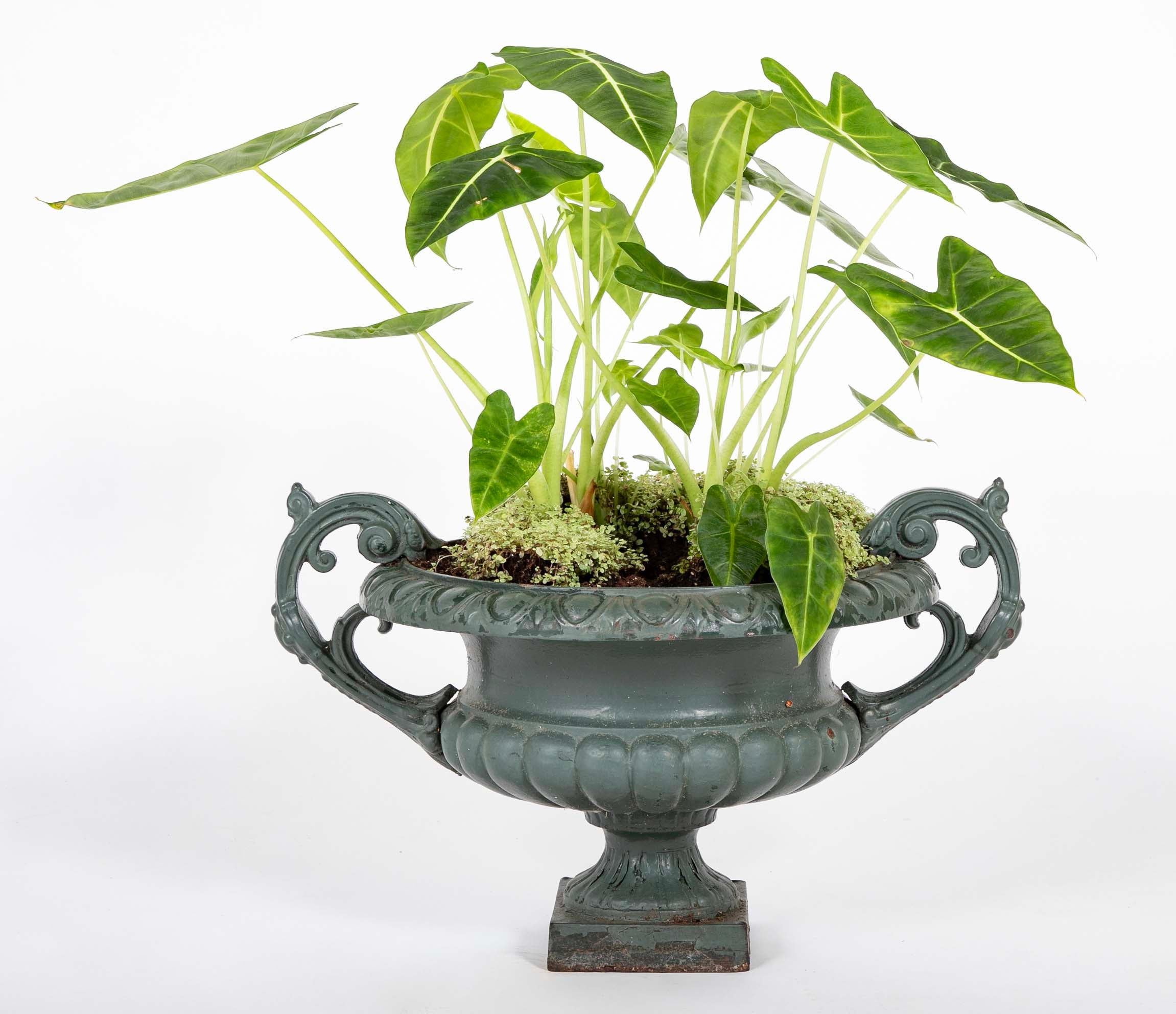 Pair of Late 19th Century Cast Iron Urns having Old Green Paint