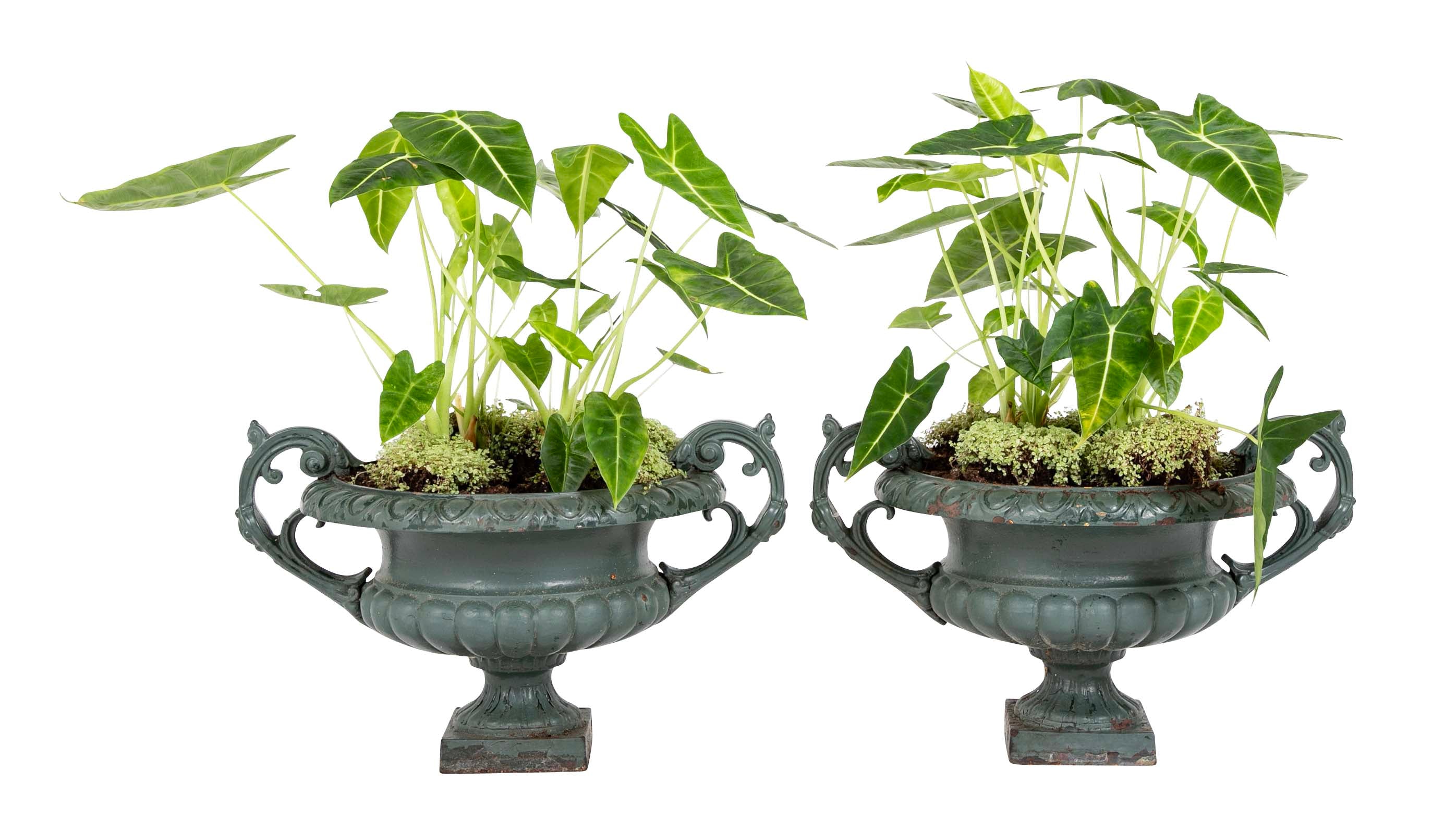 Pair of Late 19th Century Cast Iron Urns having Old Green Paint