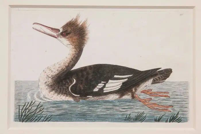 Shaw & Nodden Engraving of a Merganser