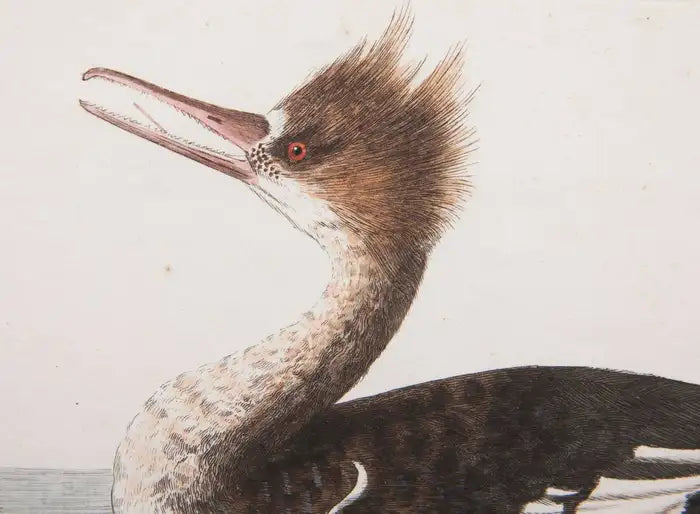Shaw & Nodden Engraving of a Merganser