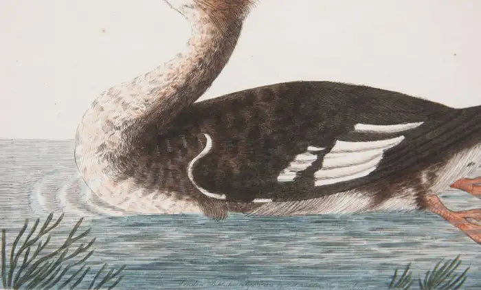 Shaw & Nodden Engraving of a Merganser