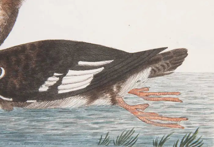 Shaw & Nodden Engraving of a Merganser
