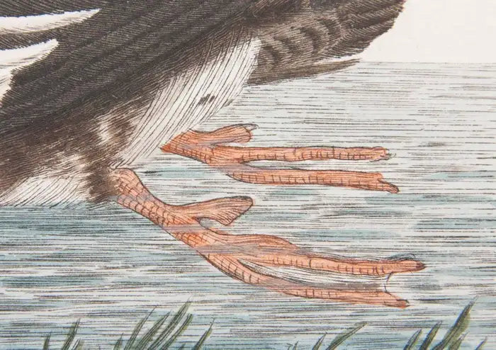 Shaw & Nodden Engraving of a Merganser