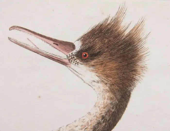 Shaw & Nodden Engraving of a Merganser