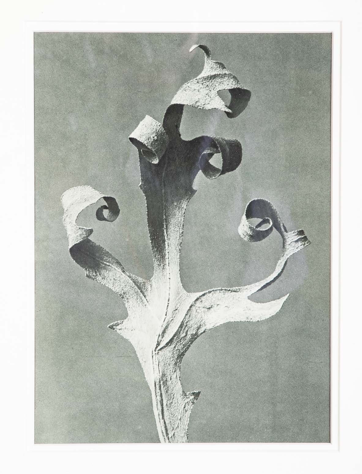 Pair of Tramp Art Frames with Botanicals By Karl Blossfeldt