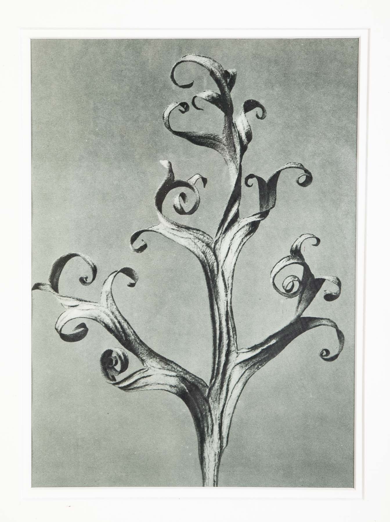 Pair of Tramp Art Frames with Botanicals By Karl Blossfeldt