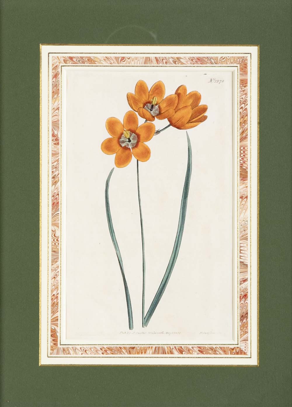 Set of 4 Hand Colored Botanical Prints by William Curtis