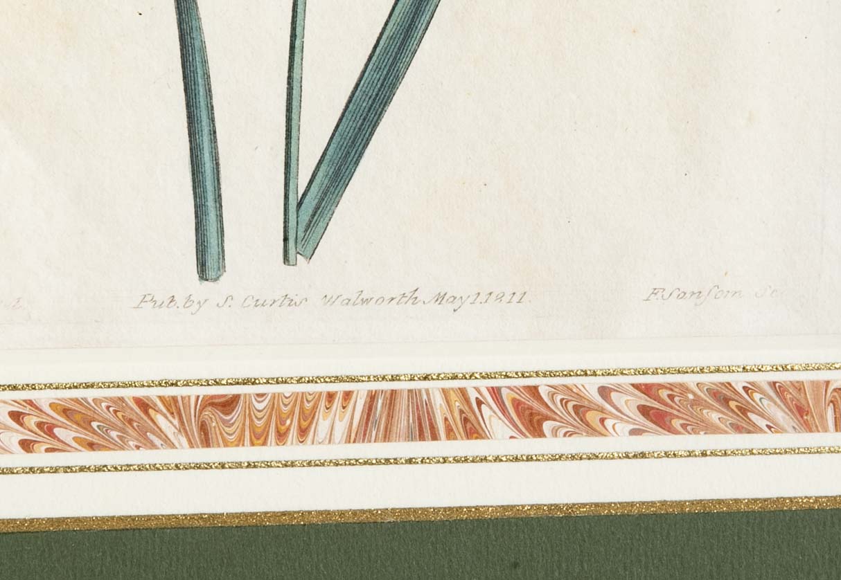 Set of 4 Hand Colored Botanical Prints by William Curtis