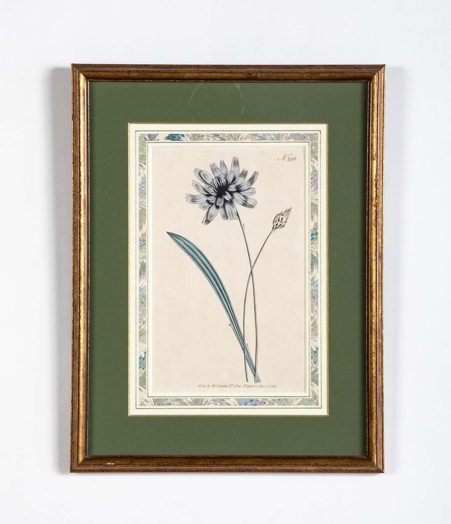 Set of 4 Hand Colored Botanical Prints by William Curtis