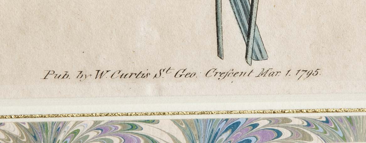 Set of 4 Hand Colored Botanical Prints by William Curtis