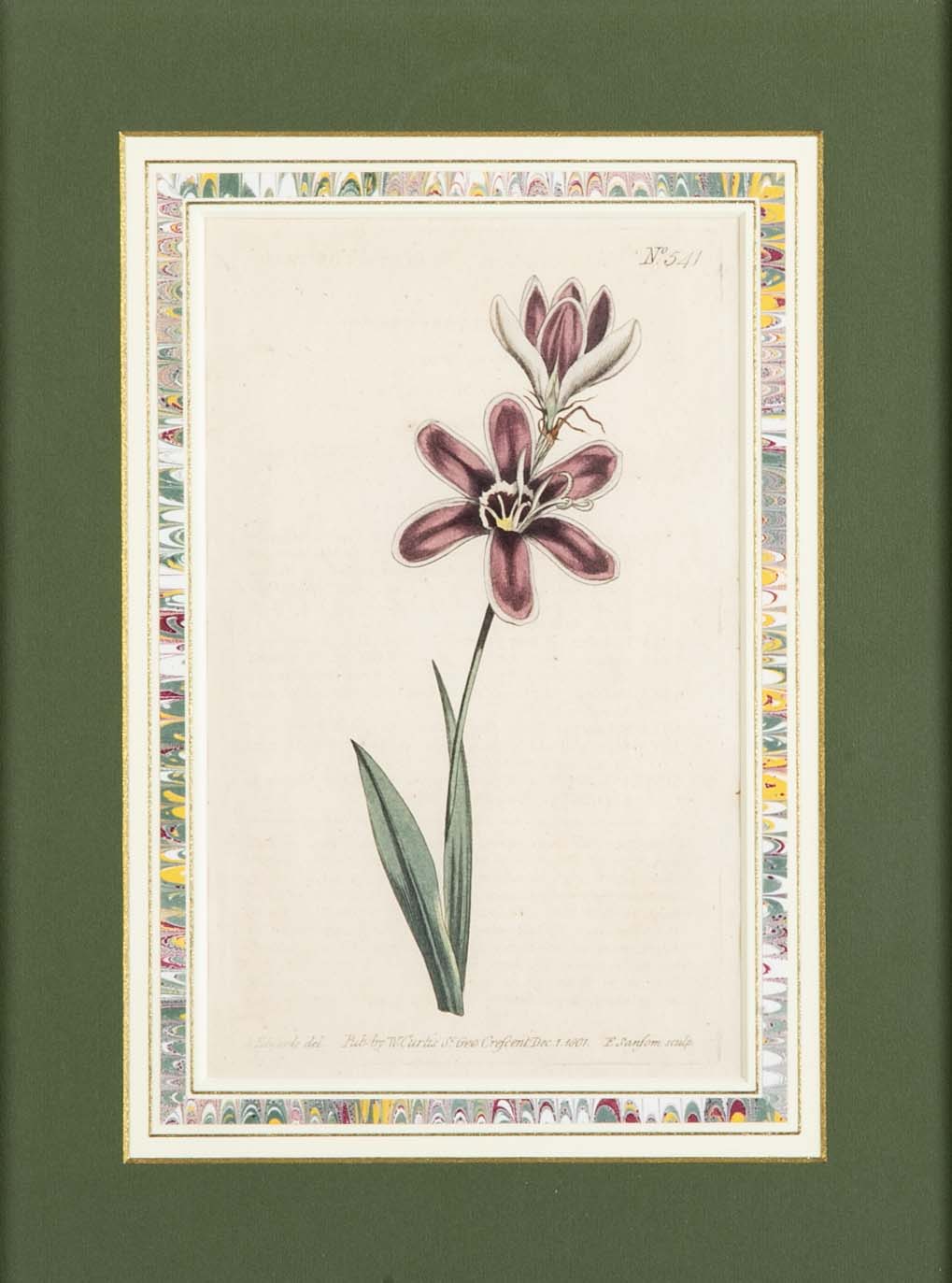 Set of 4 Hand Colored Botanical Prints by William Curtis