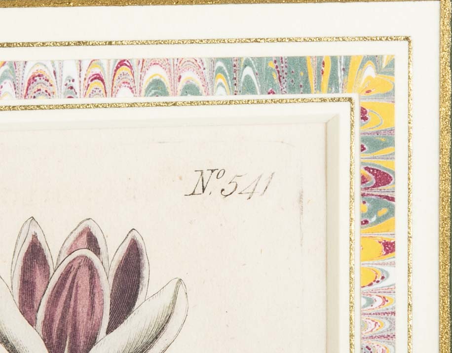 Set of 4 Hand Colored Botanical Prints by William Curtis
